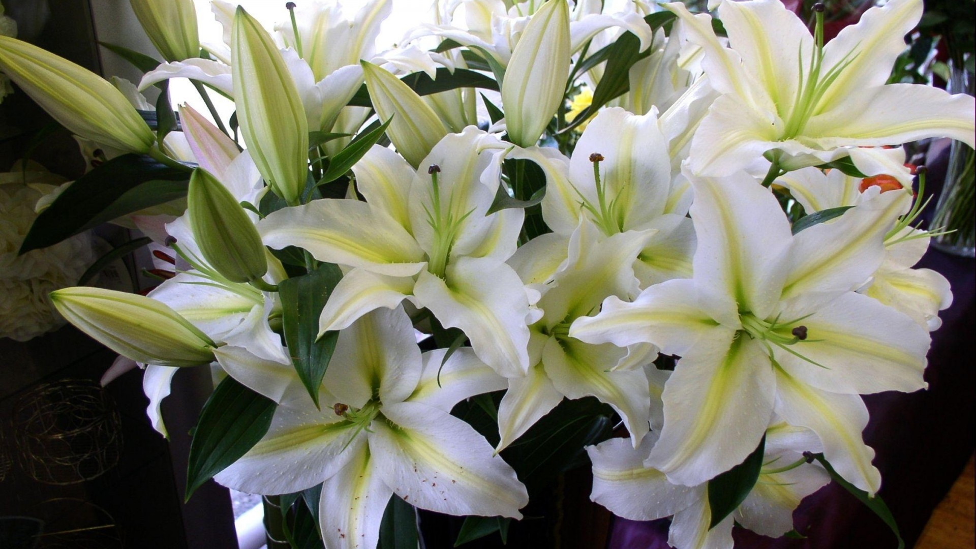 - - White Lilies , HD Wallpaper & Backgrounds