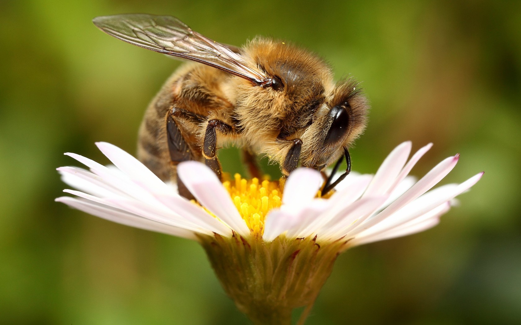 Nature, Flowers, Plants, Bees, White Flowers Wallpapers - Flowers And Bee In Nature , HD Wallpaper & Backgrounds