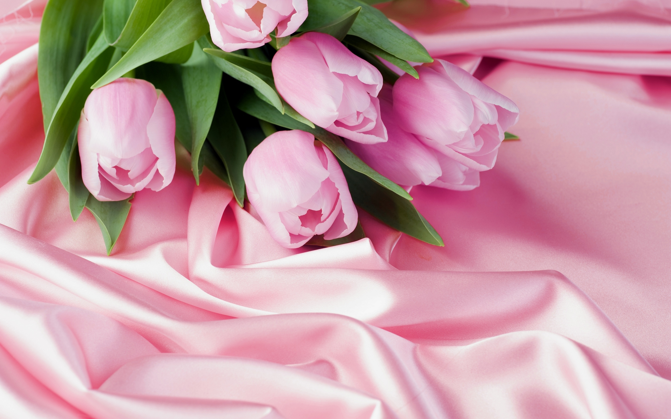 Pink Tulips , HD Wallpaper & Backgrounds