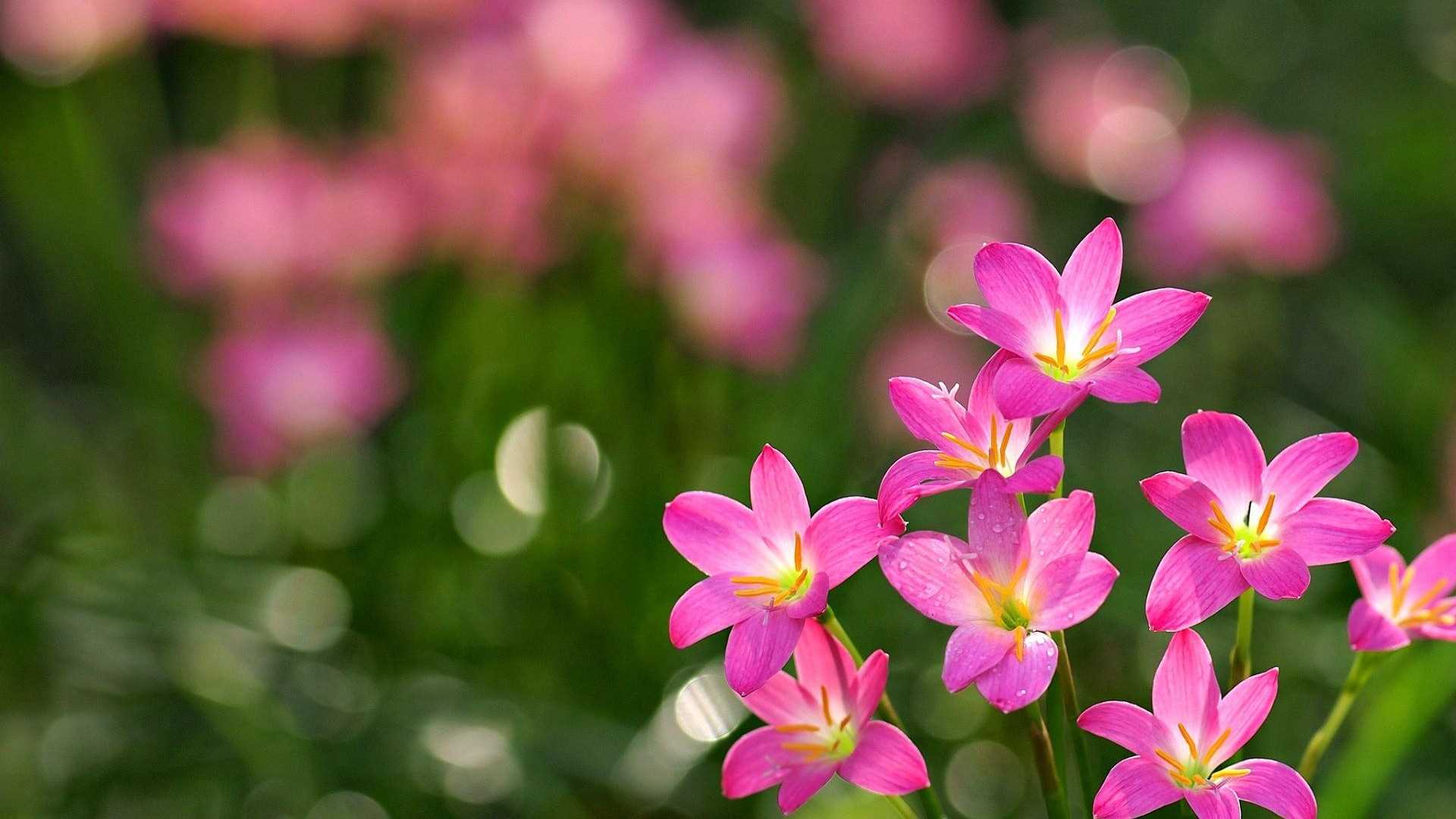 Fiori Hd.World S Top 100 Beautiful Flowers Images Wallpaper Bisognerebbe