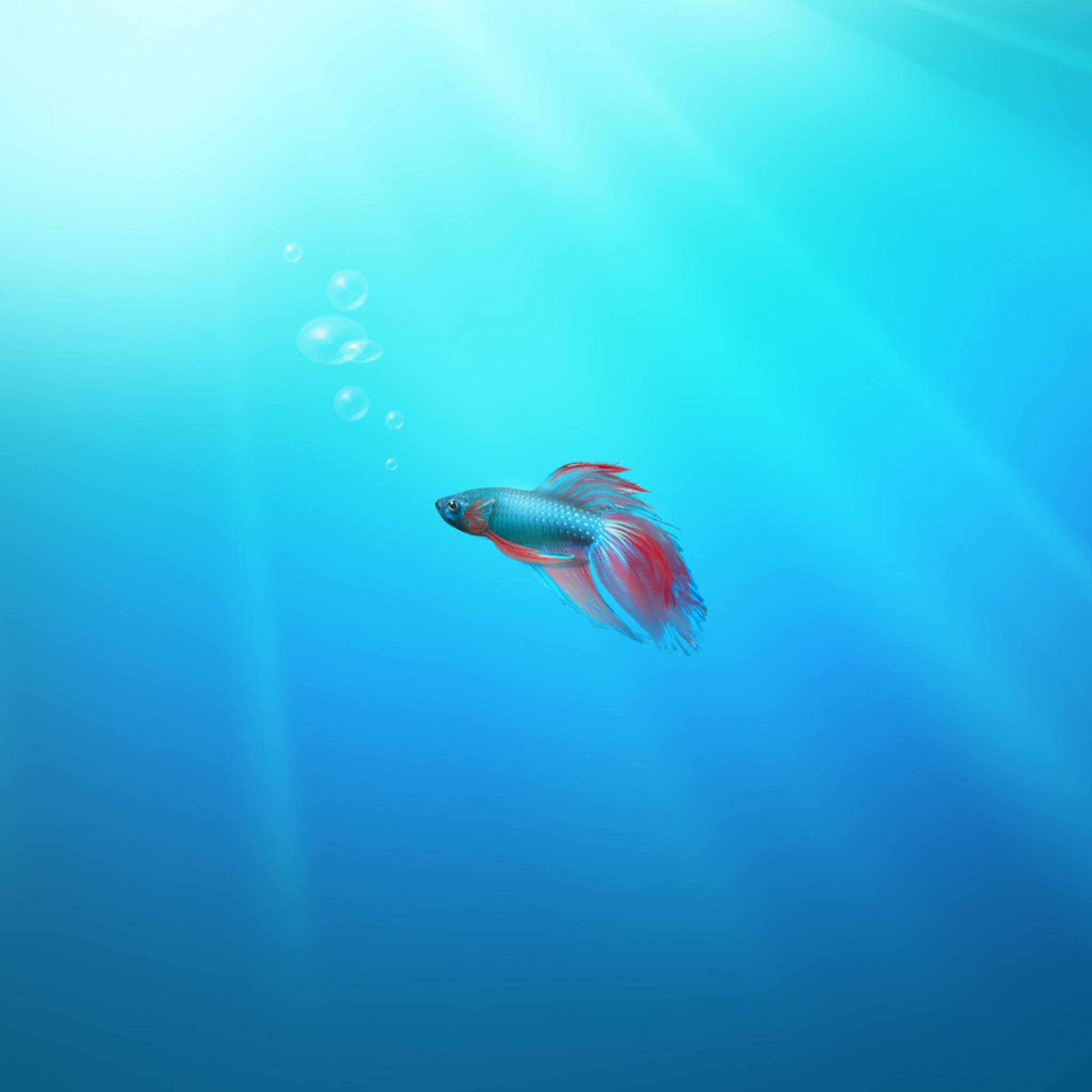 Hd Wallpapers Ipad Live Wallpaper Fish Windows 7 Wallpaper