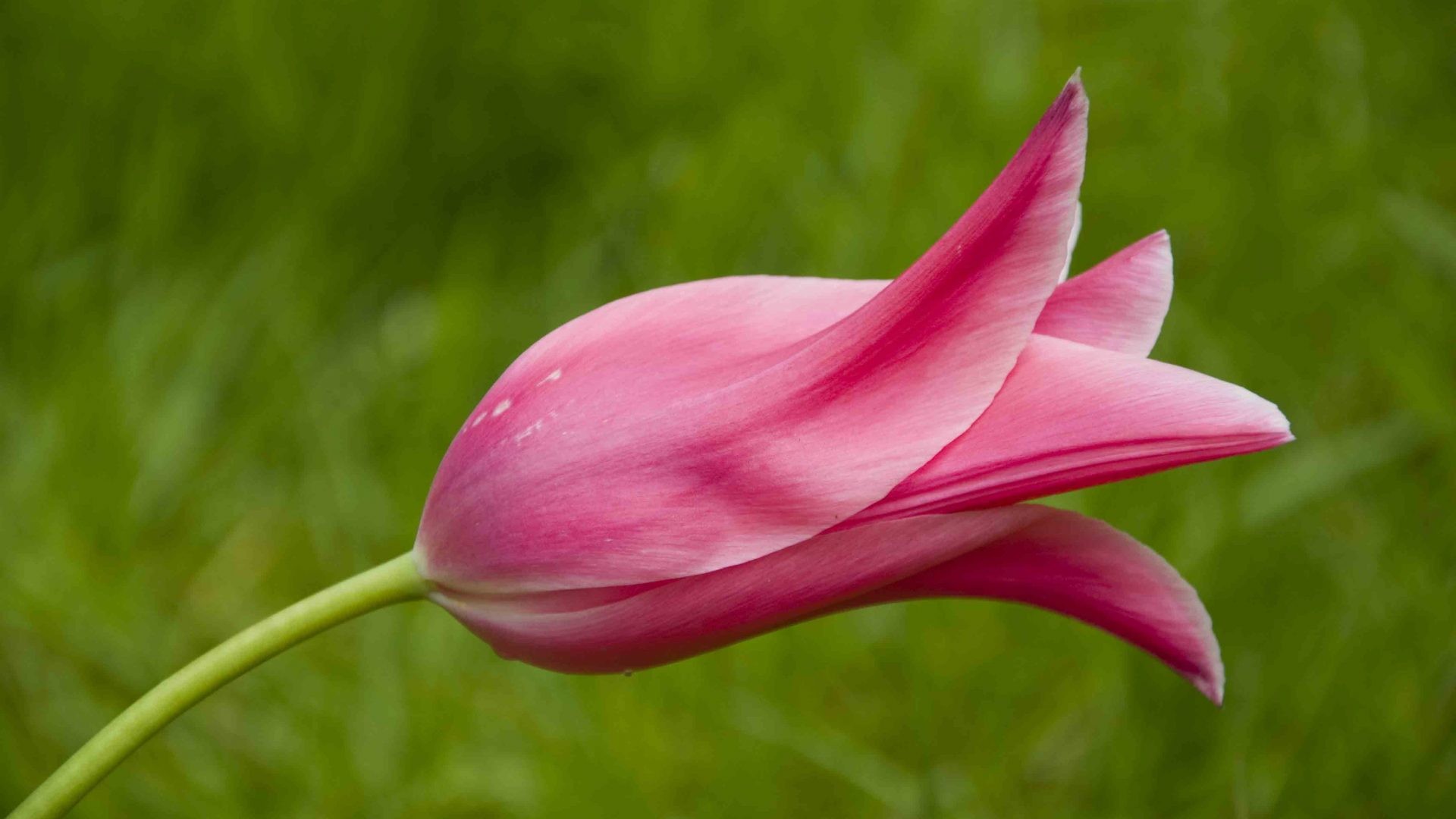 Tulips Romantic Beautiful Flowers Lovely Orange Flower - Pleasant Images Nature With Flowers , HD Wallpaper & Backgrounds