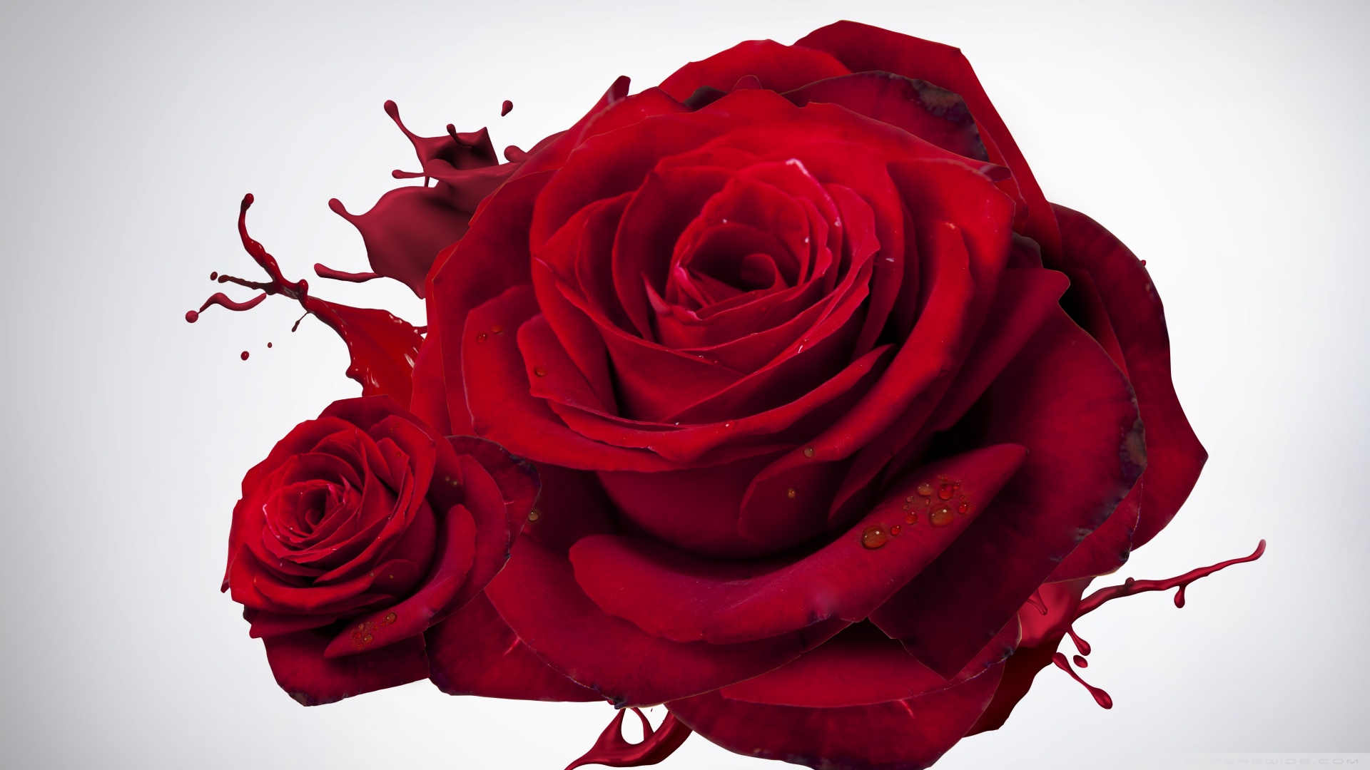 Hd 16 - - Most Beautiful Roses Ever , HD Wallpaper & Backgrounds