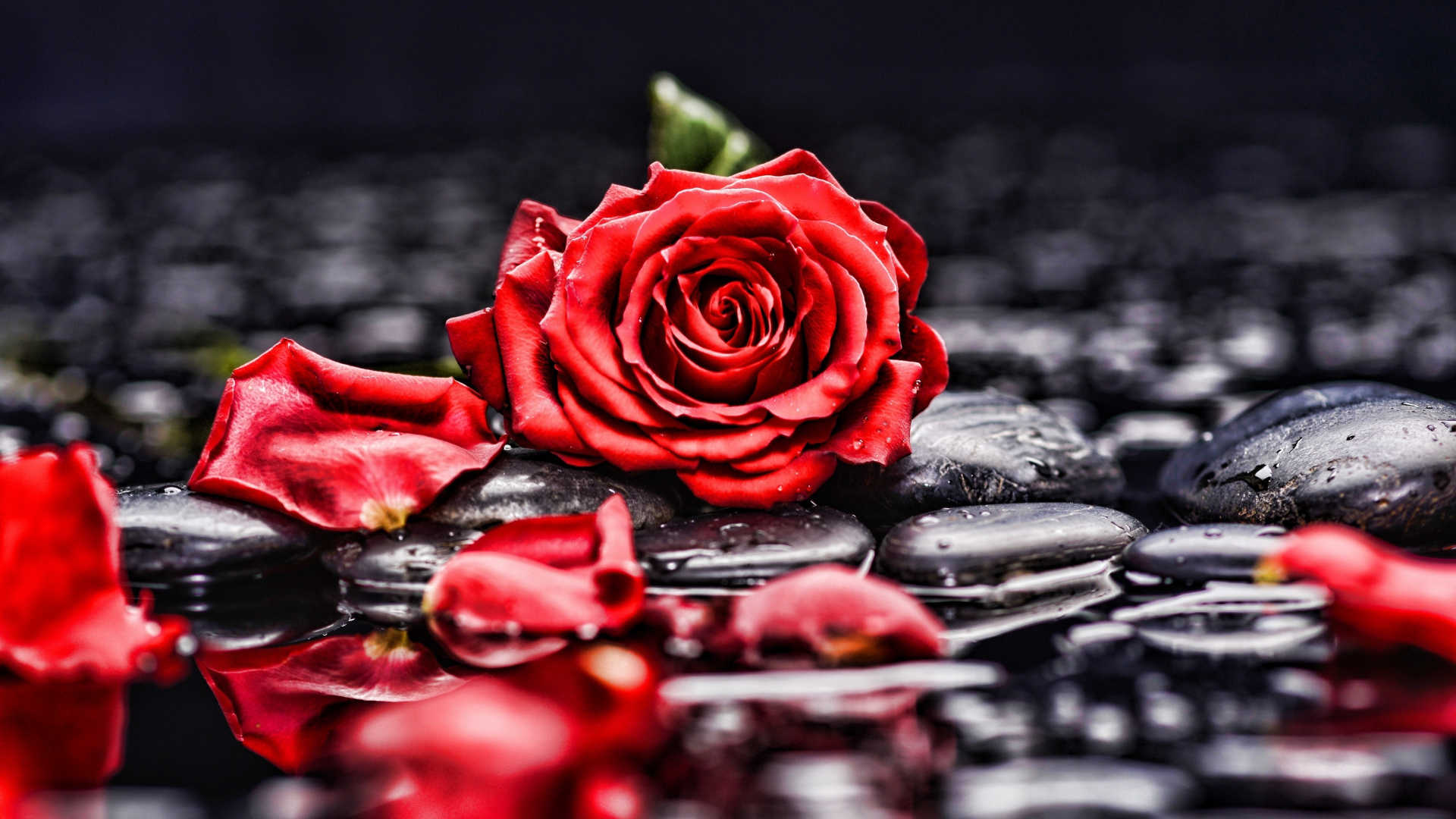 Pebbles, Rocks, Red Rose, Blur, Portrait, Wallpaper - Black White And Red Rose Painted Flower Print , HD Wallpaper & Backgrounds