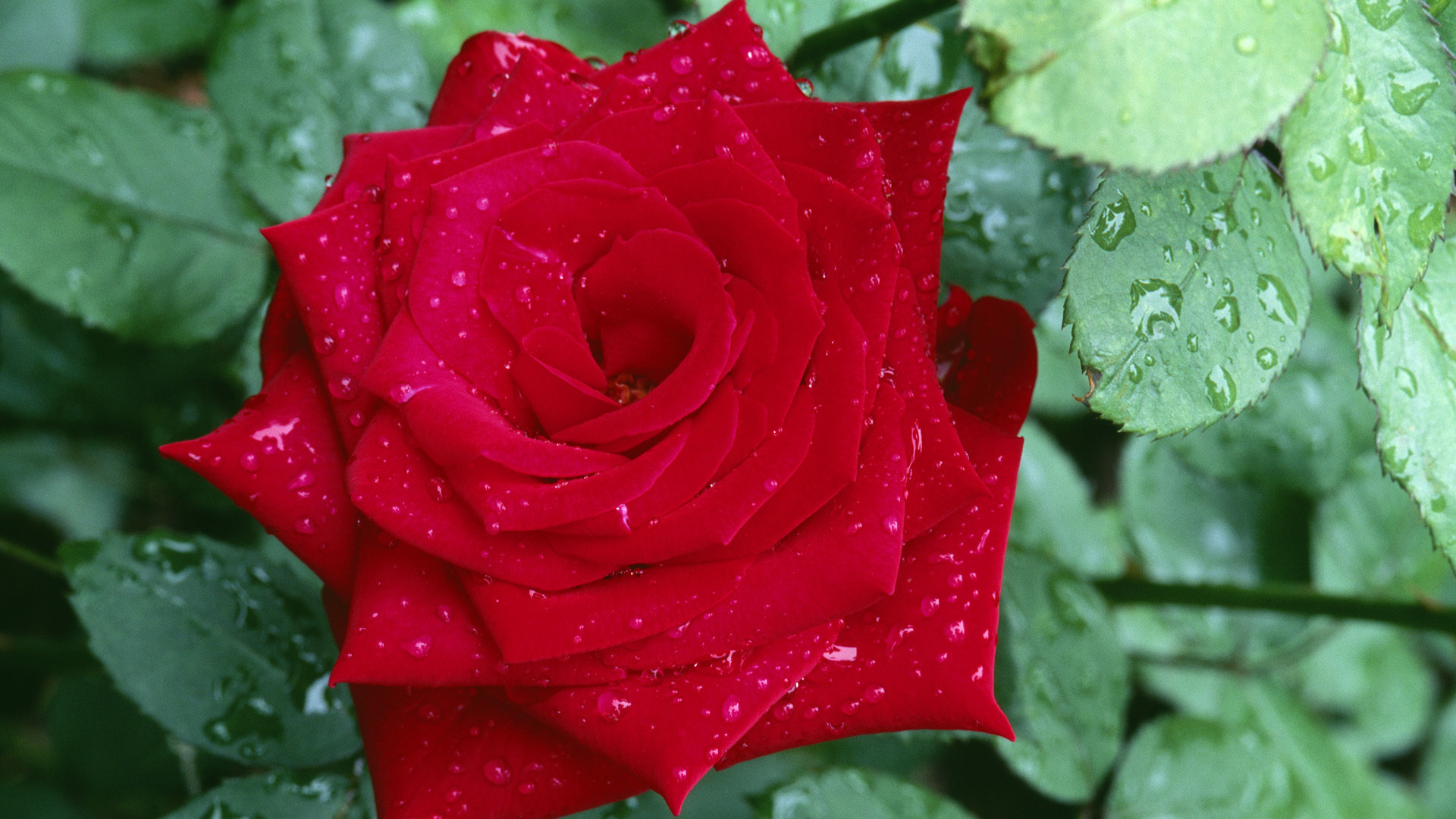 Best Rose Wallpaper Id - Spring Rain Drops , HD Wallpaper & Backgrounds