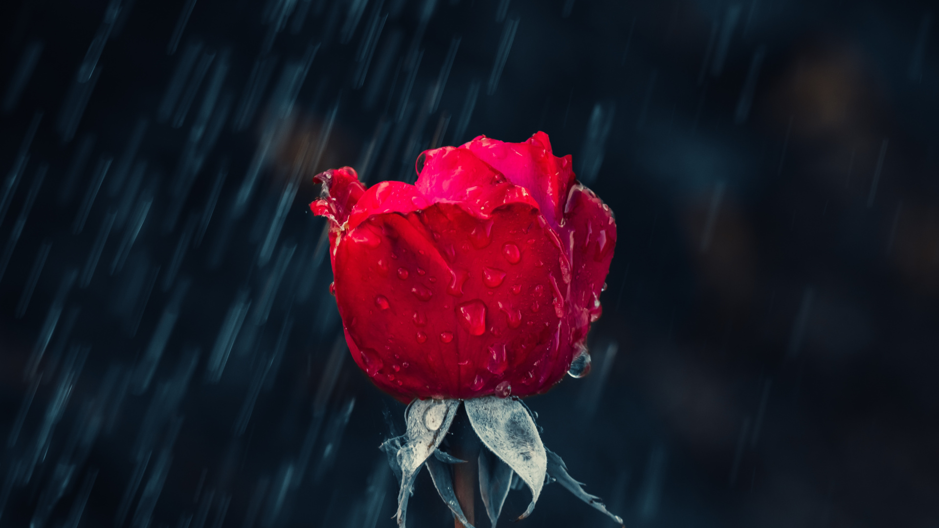 Downalod [1920x1080] - Red Roses In Rain , HD Wallpaper & Backgrounds