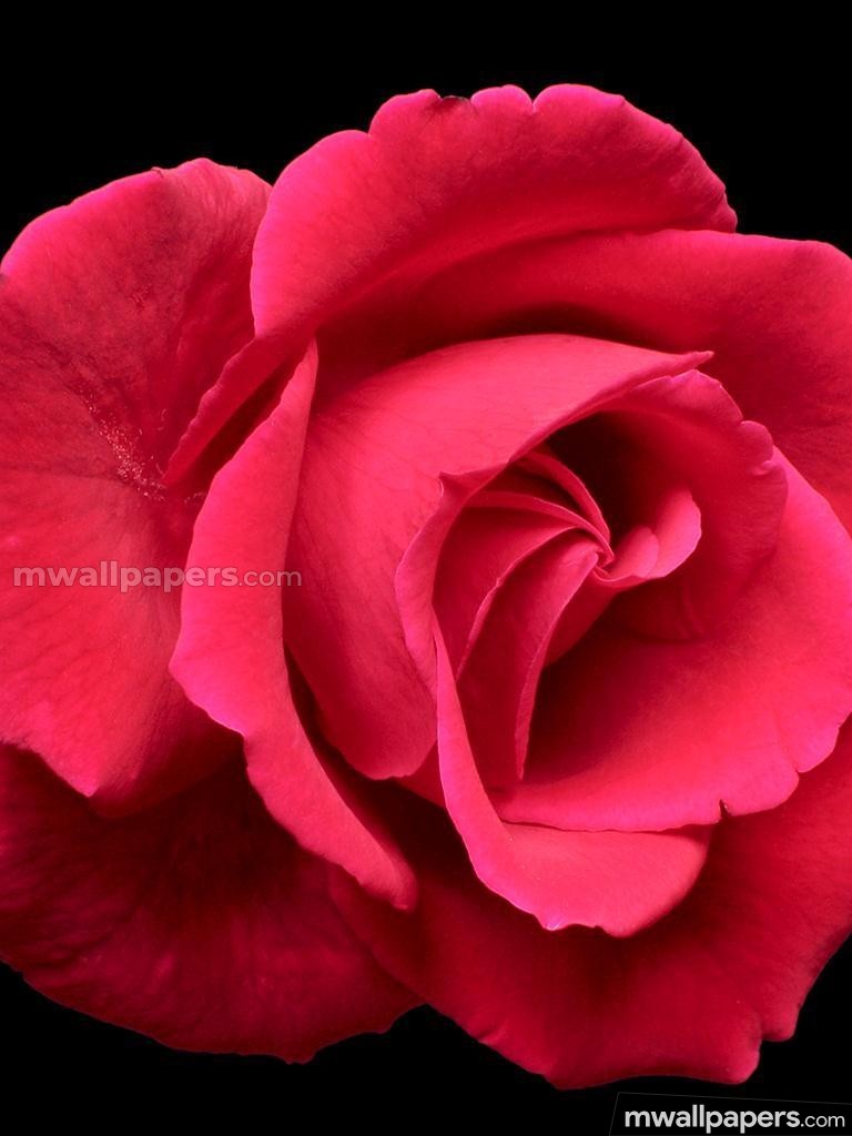 Roses Beautiful Hd Photos - Beautiful Flower , HD Wallpaper & Backgrounds