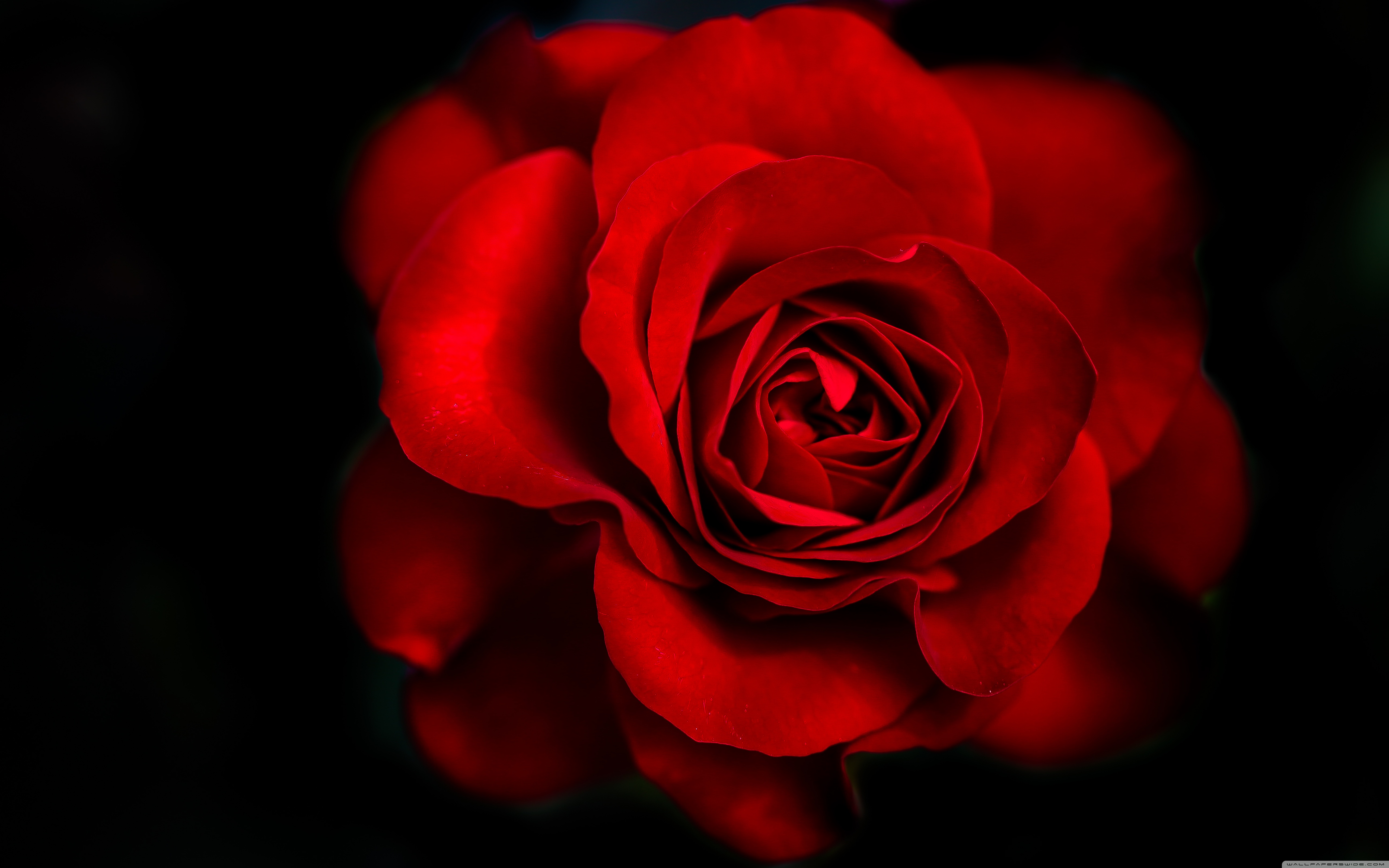 Red Rose Hd Hd Wallpaper - Red Rose Full Hd , HD Wallpaper & Backgrounds