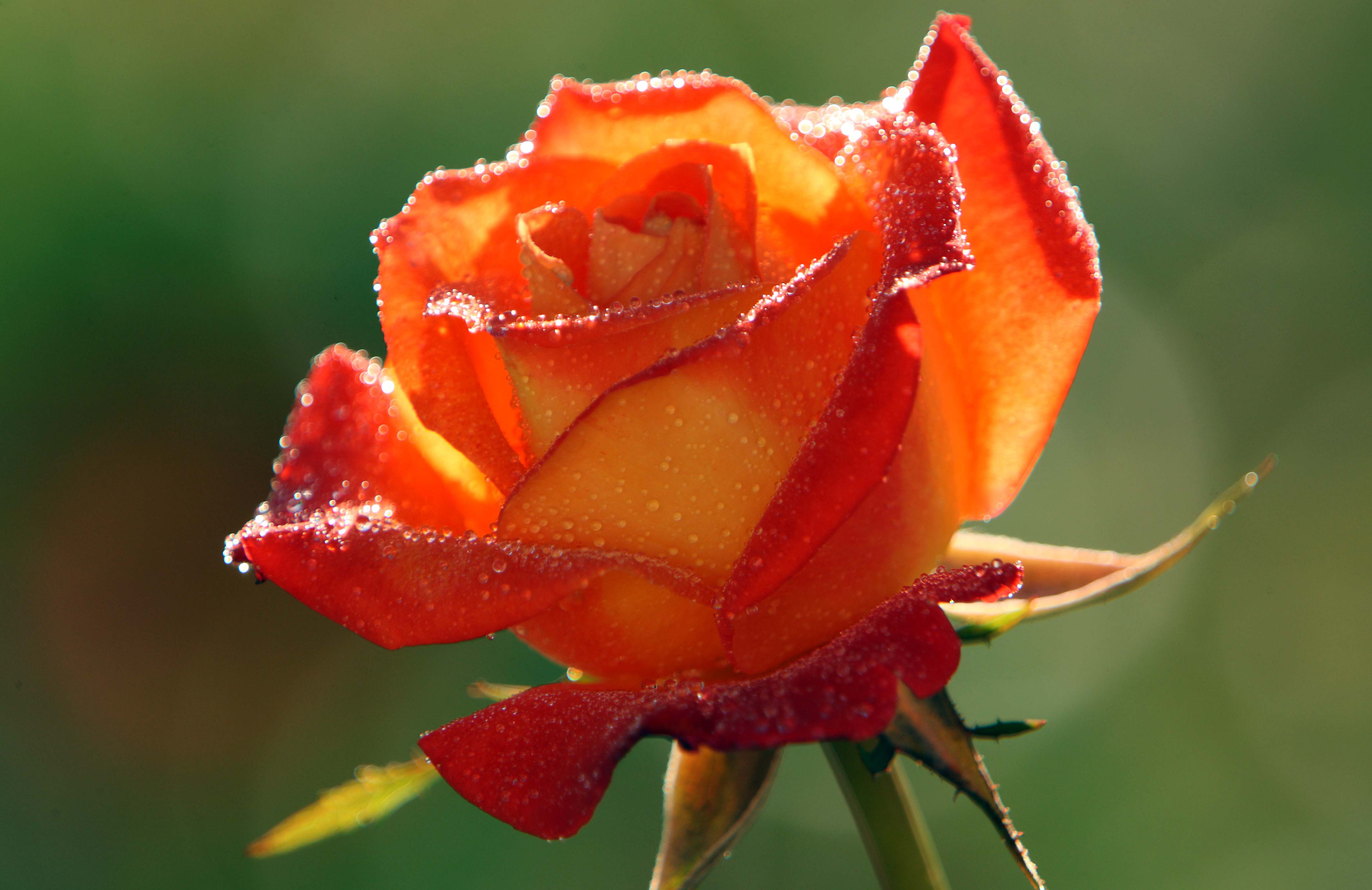 Rose Hd Wallpapers 1080p - Beautiful Images Of Orange Roses , HD Wallpaper & Backgrounds