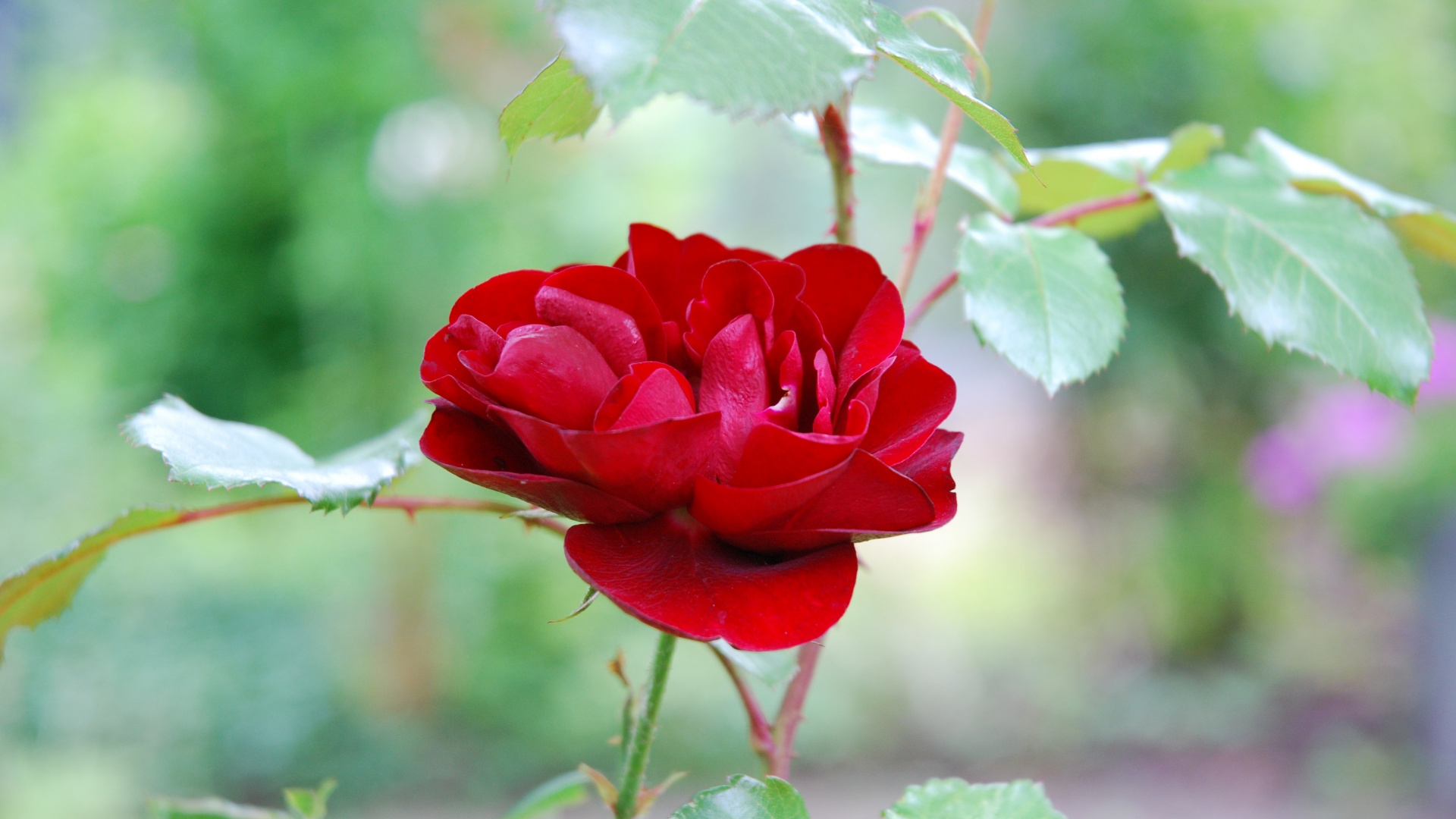 Wallpaper Red Rose, Plant, Flower, Bloom, Close Up, - Garden Roses , HD Wallpaper & Backgrounds