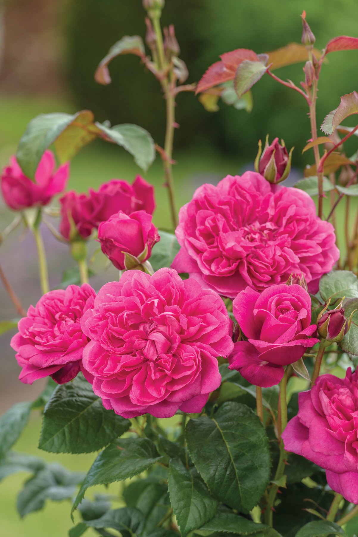 New From David Austin Roses In 2017 Introducing Dame - James L Austin Rose , HD Wallpaper & Backgrounds