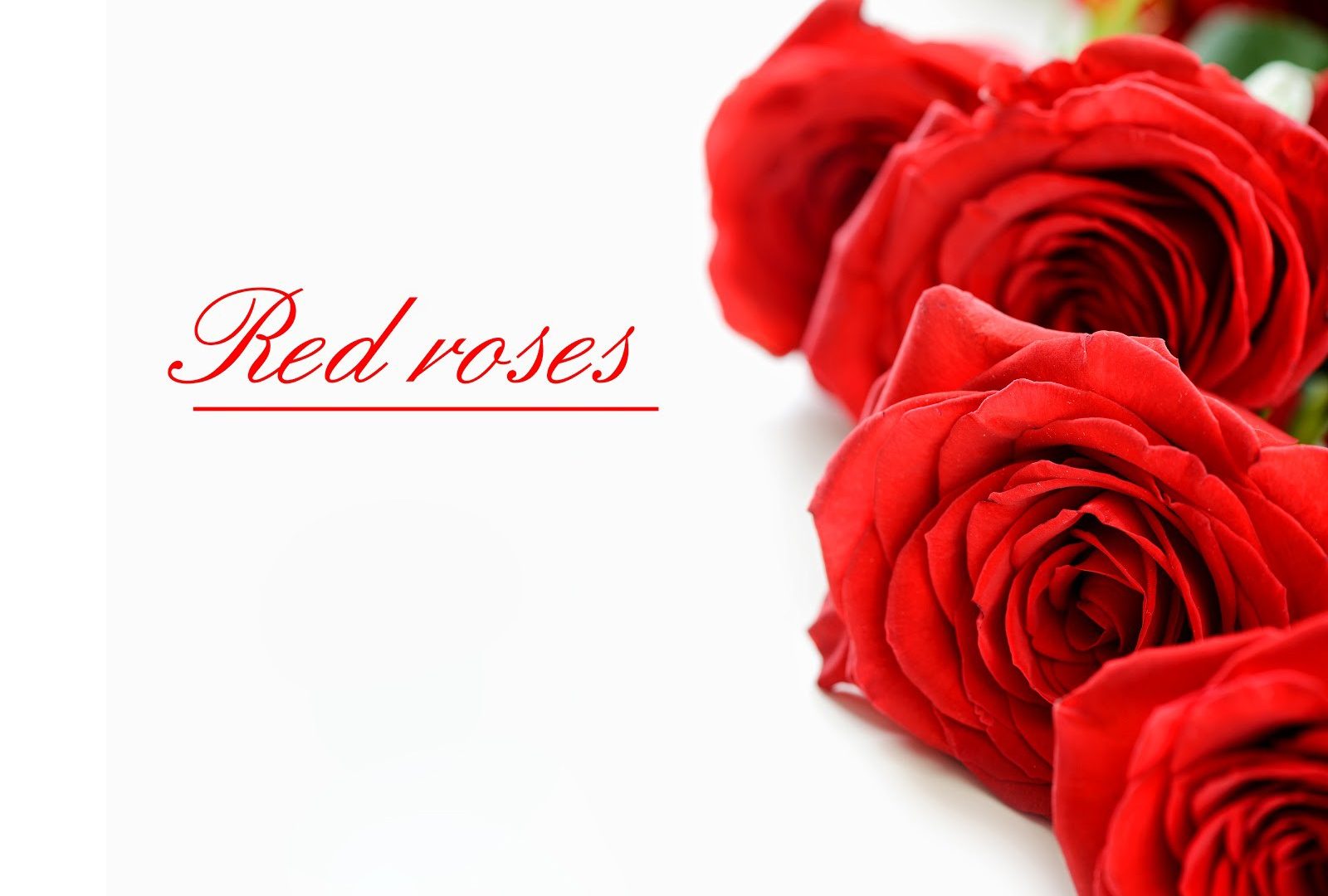 Flowers Roses Soft Photography Red Rose Flower Hd Wallpaper - Garden Roses , HD Wallpaper & Backgrounds