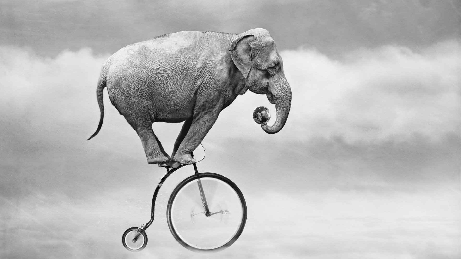 Elefante, Bicicleta, Abstracto, Humor Wallpapers Hd - Best Photography Award 2017 , HD Wallpaper & Backgrounds