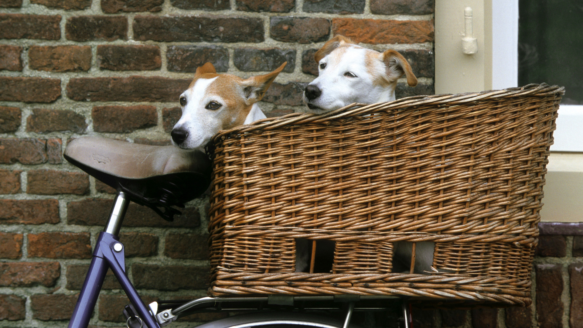 Download Canasta Para Bicicleta Windows 10 Hd Wallpaper - Bike Baskets For Dogs , HD Wallpaper & Backgrounds
