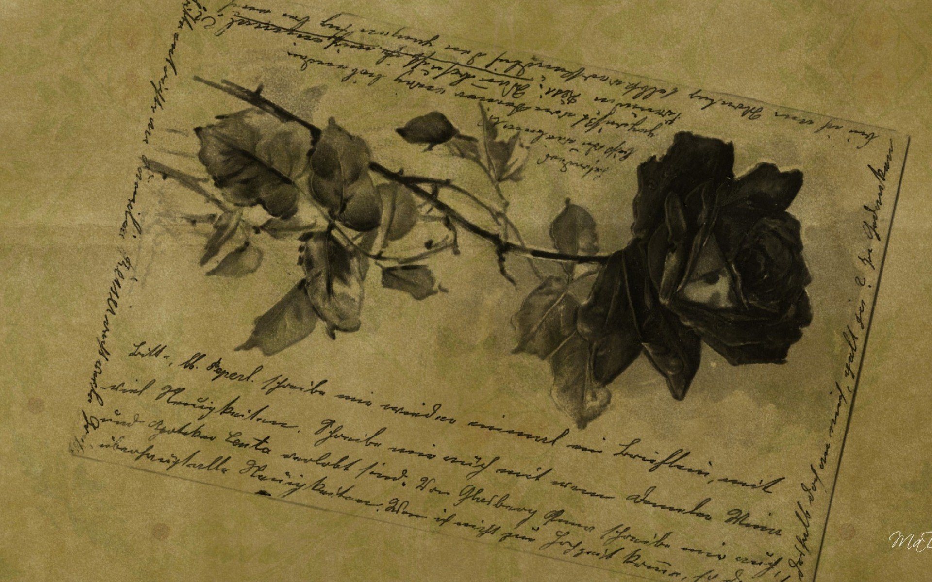 Vintage Rose On Old Paper , HD Wallpaper & Backgrounds