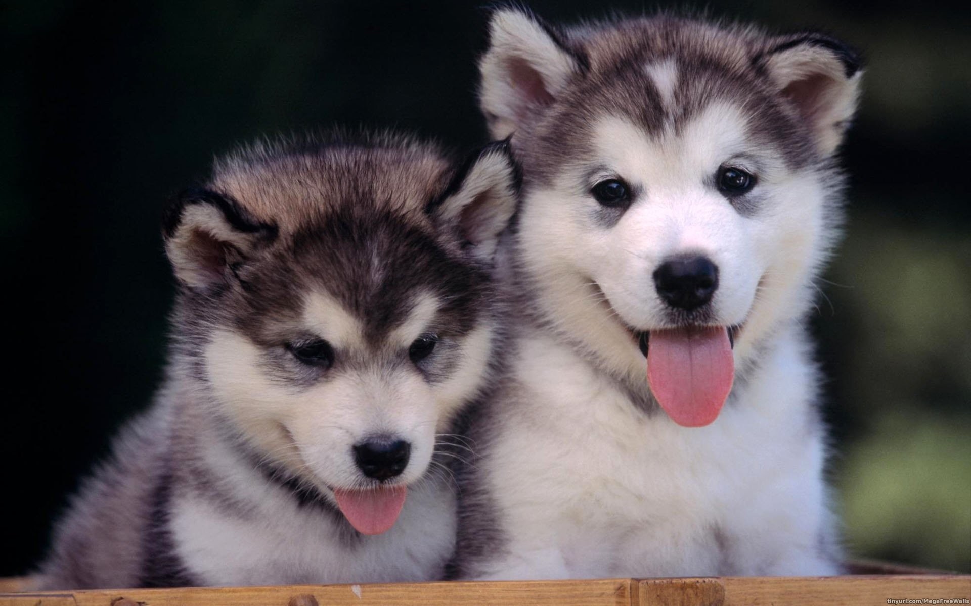 Cute Dog Siberian Husky , HD Wallpaper & Backgrounds