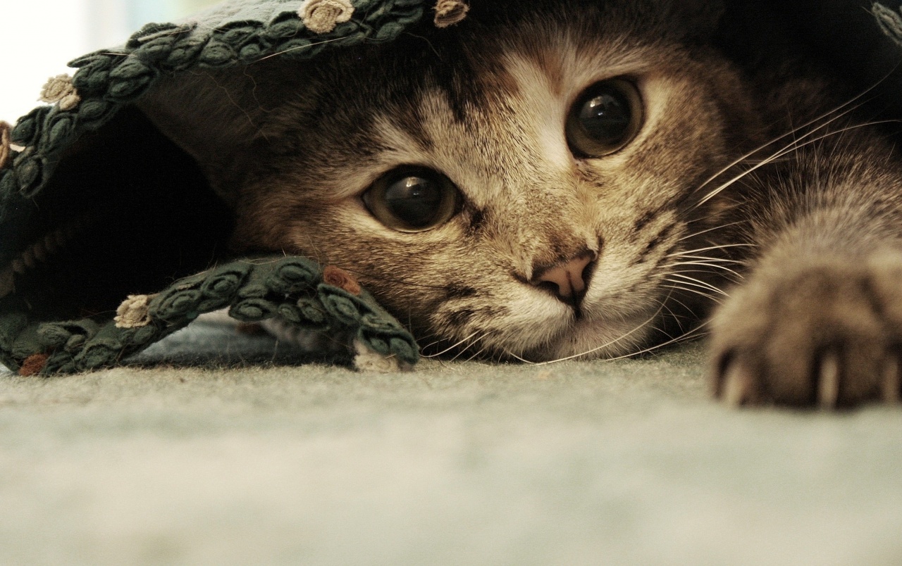 Chat Sous La Couette (851692) HD Wallpaper & Backgrounds Download