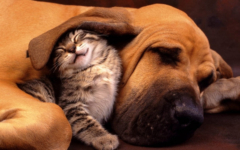 So Cute Dog And Cat , HD Wallpaper & Backgrounds