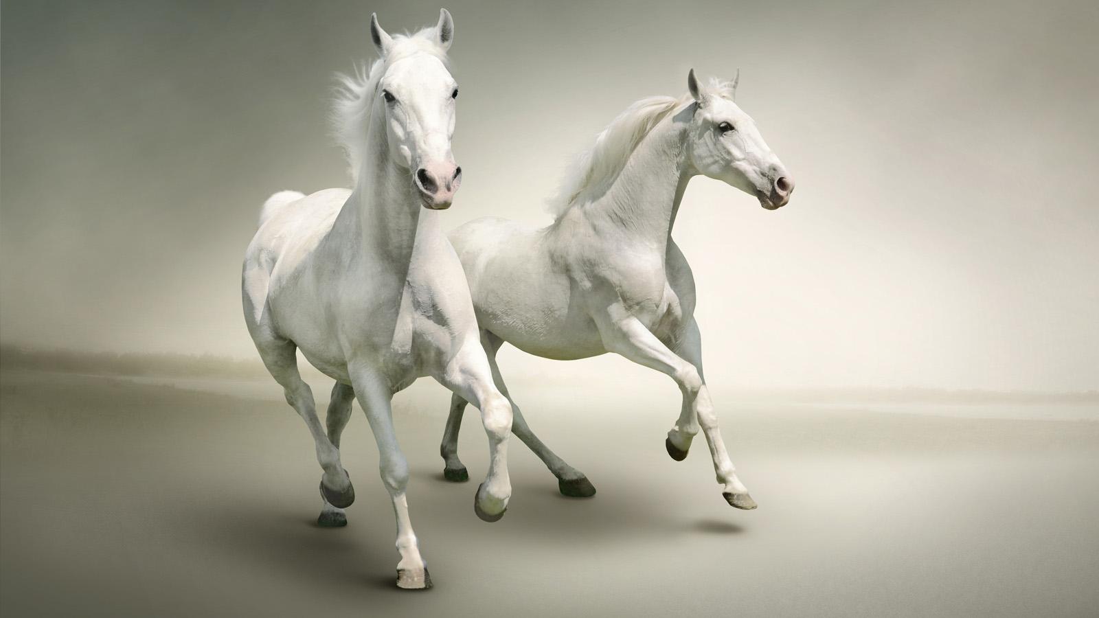 Vk Name Wallpaper - White Horse Images Download , HD Wallpaper & Backgrounds