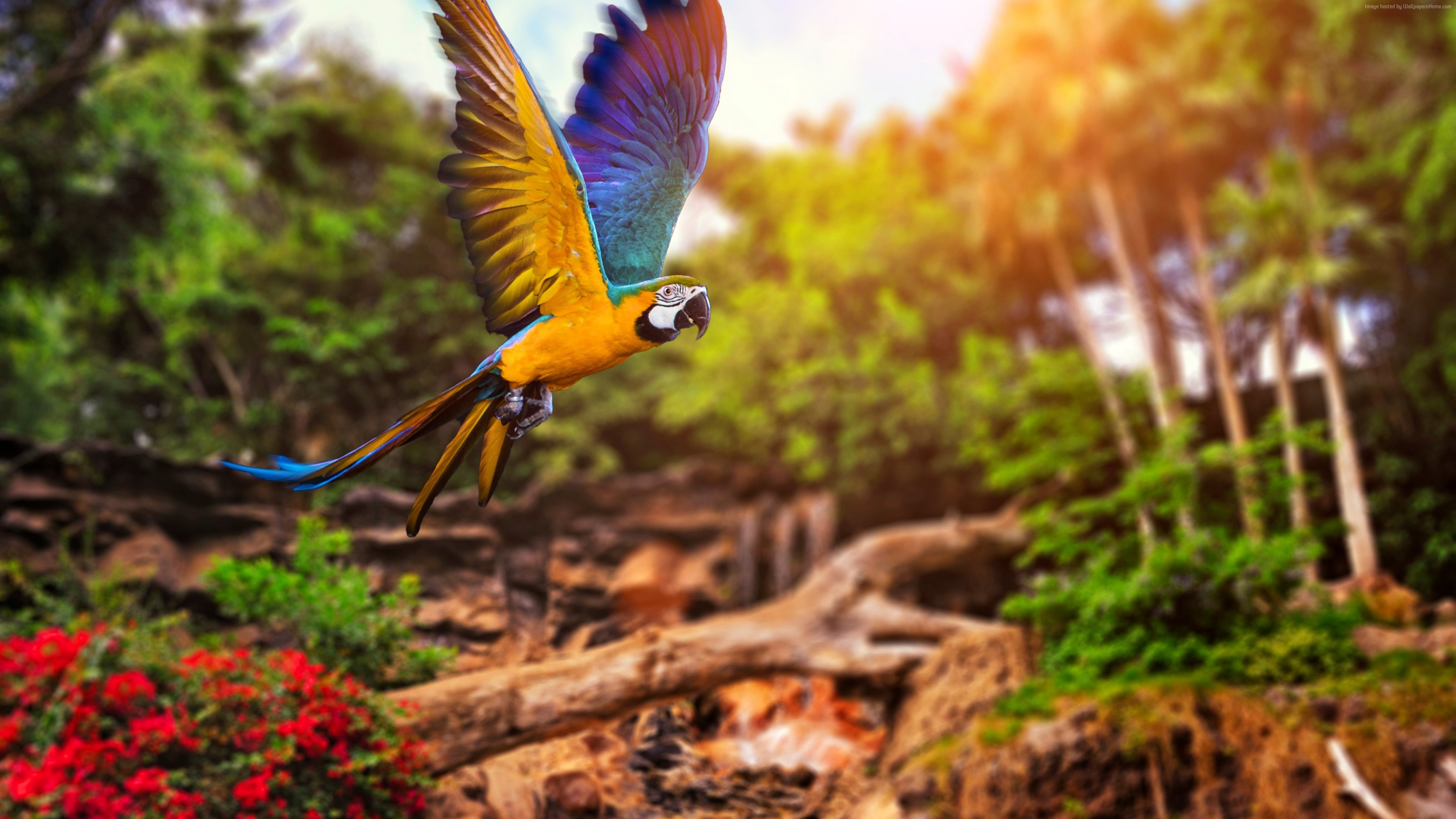 Colorful Parrot 4k - Imagenes De Animales Hd , HD Wallpaper & Backgrounds