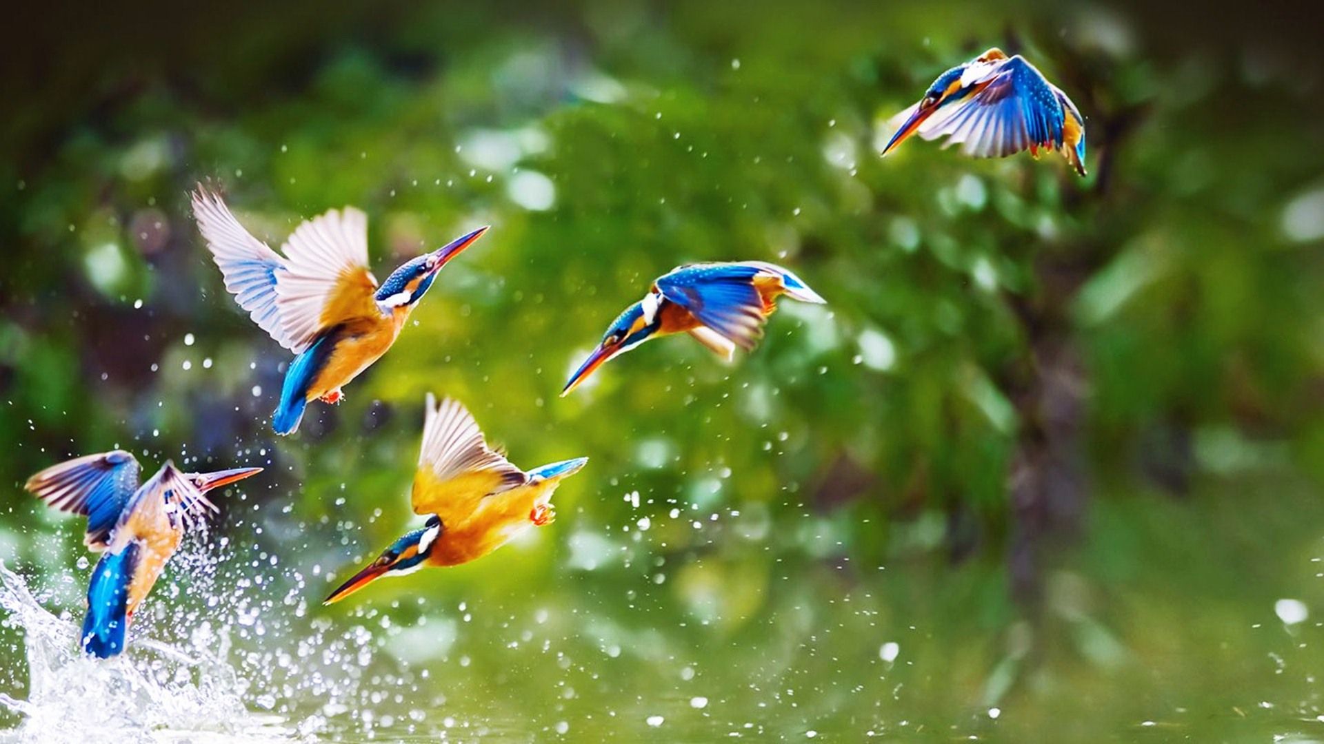 4k The Flight Of A Bird Wallpapers Hd - Desktop Wallpaper Birds Hd , HD Wallpaper & Backgrounds