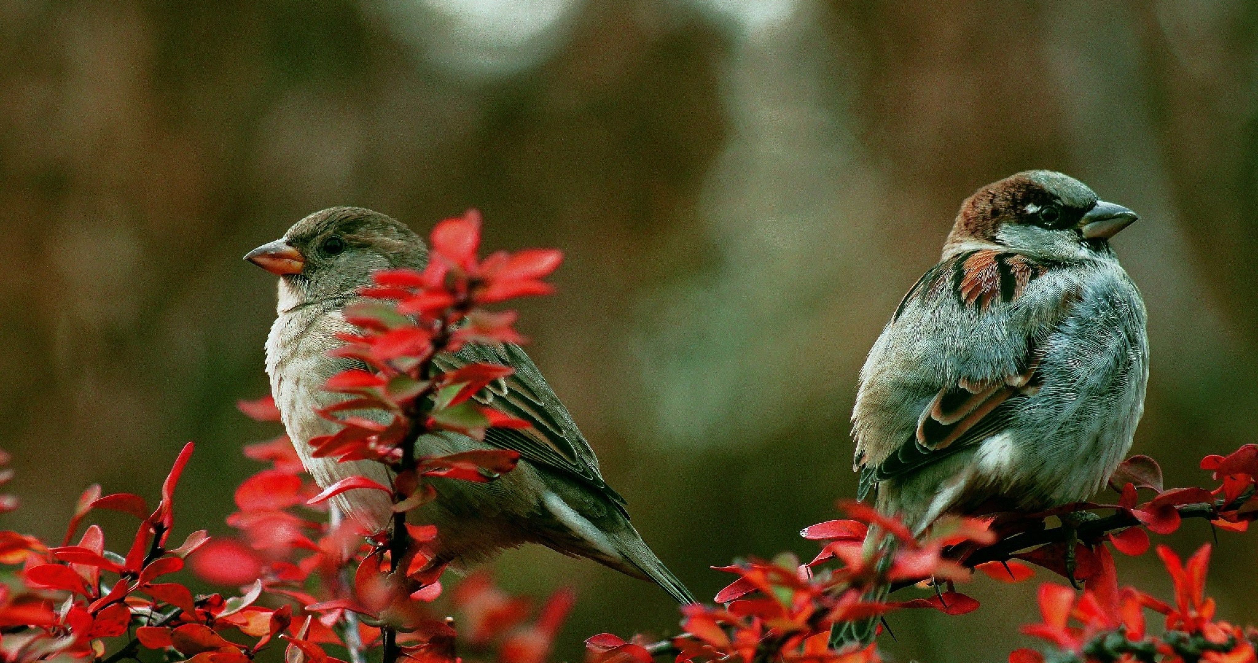Couple Birds On Branch 4k Ultra Hd Wallpaper - Ultra Hd 4k Bird , HD Wallpaper & Backgrounds