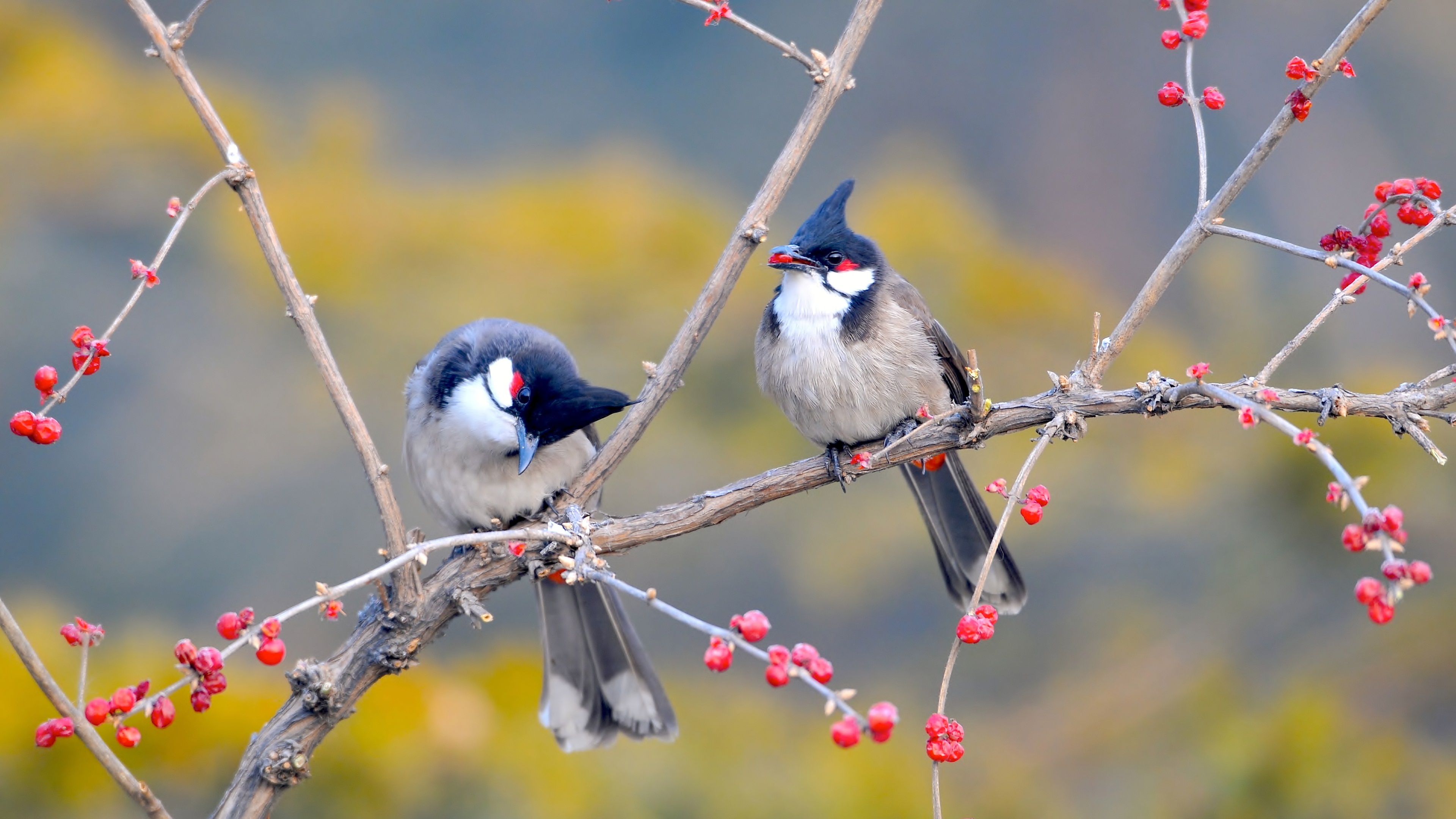 Cute Birds 4k Ultra Hd Wallpapers - Vogels In De Lente , HD Wallpaper & Backgrounds