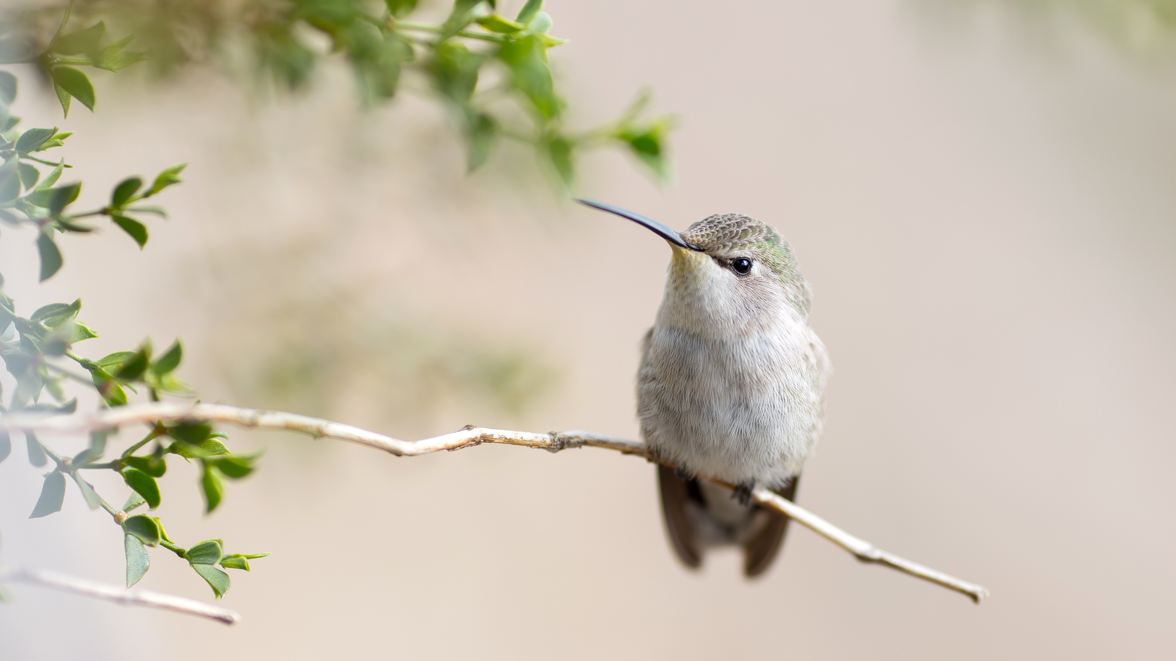 Hummingbird 4k - Cute And Pretty Hummingbirds , HD Wallpaper & Backgrounds