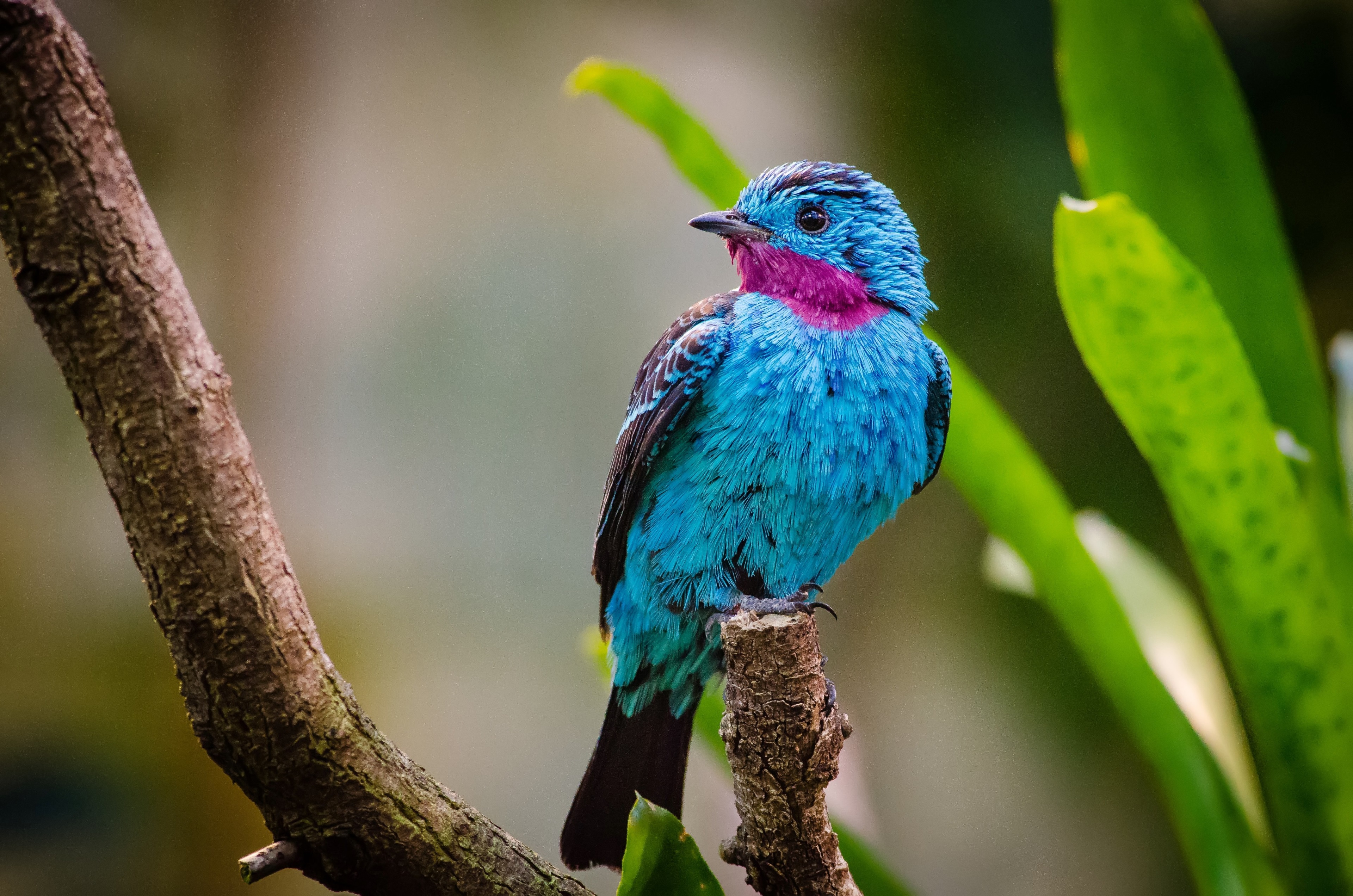 Amazon Rainforest Canopy Birds , HD Wallpaper & Backgrounds