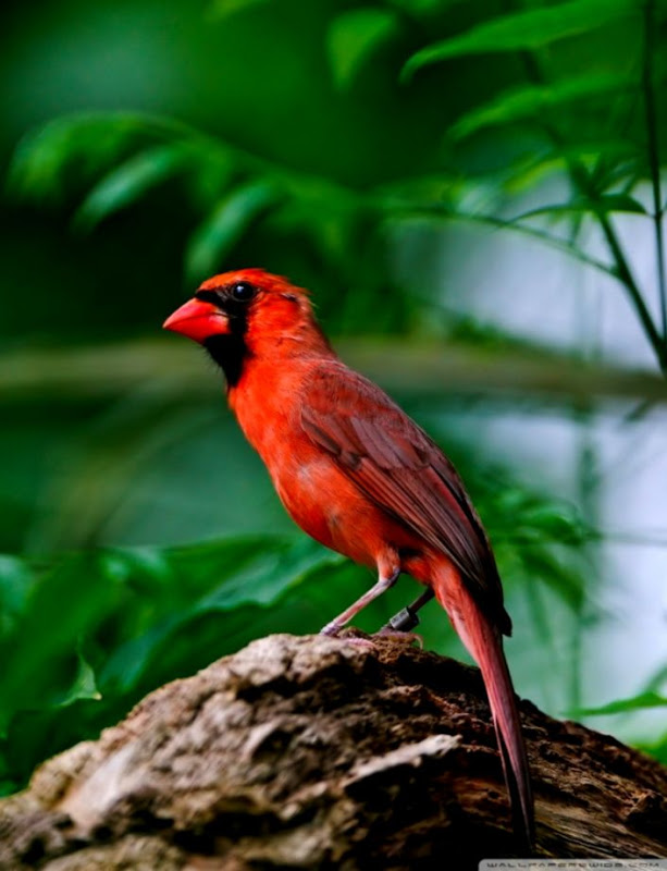 Red Bird ❤ 4k Hd Desktop Wallpaper For 4k Ultra Hd - Forest With Birds And Water , HD Wallpaper & Backgrounds