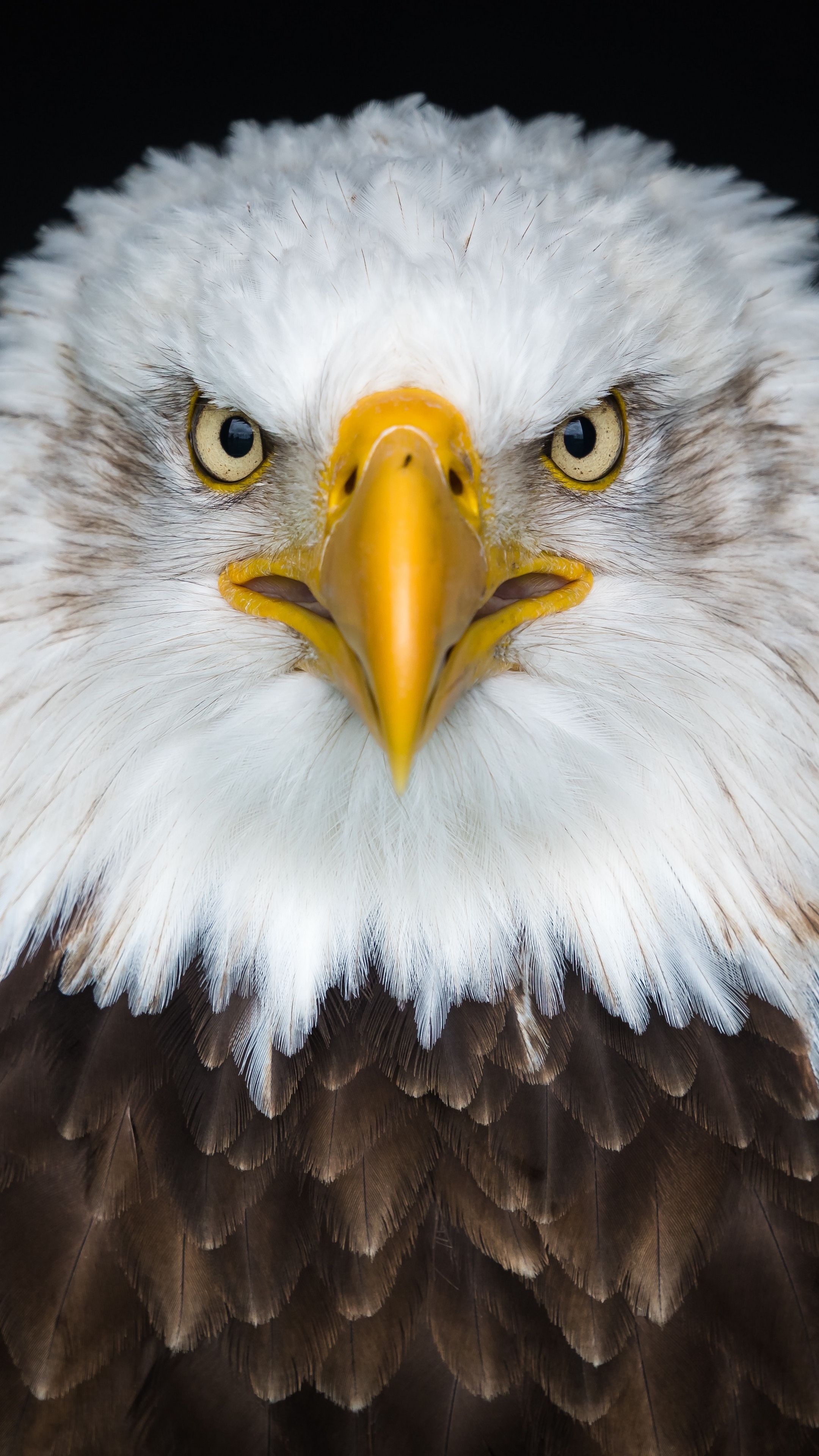 #animals #baldeagle #eagle #bird #wallpapers Hd 4k - Eagle 4k , HD Wallpaper & Backgrounds