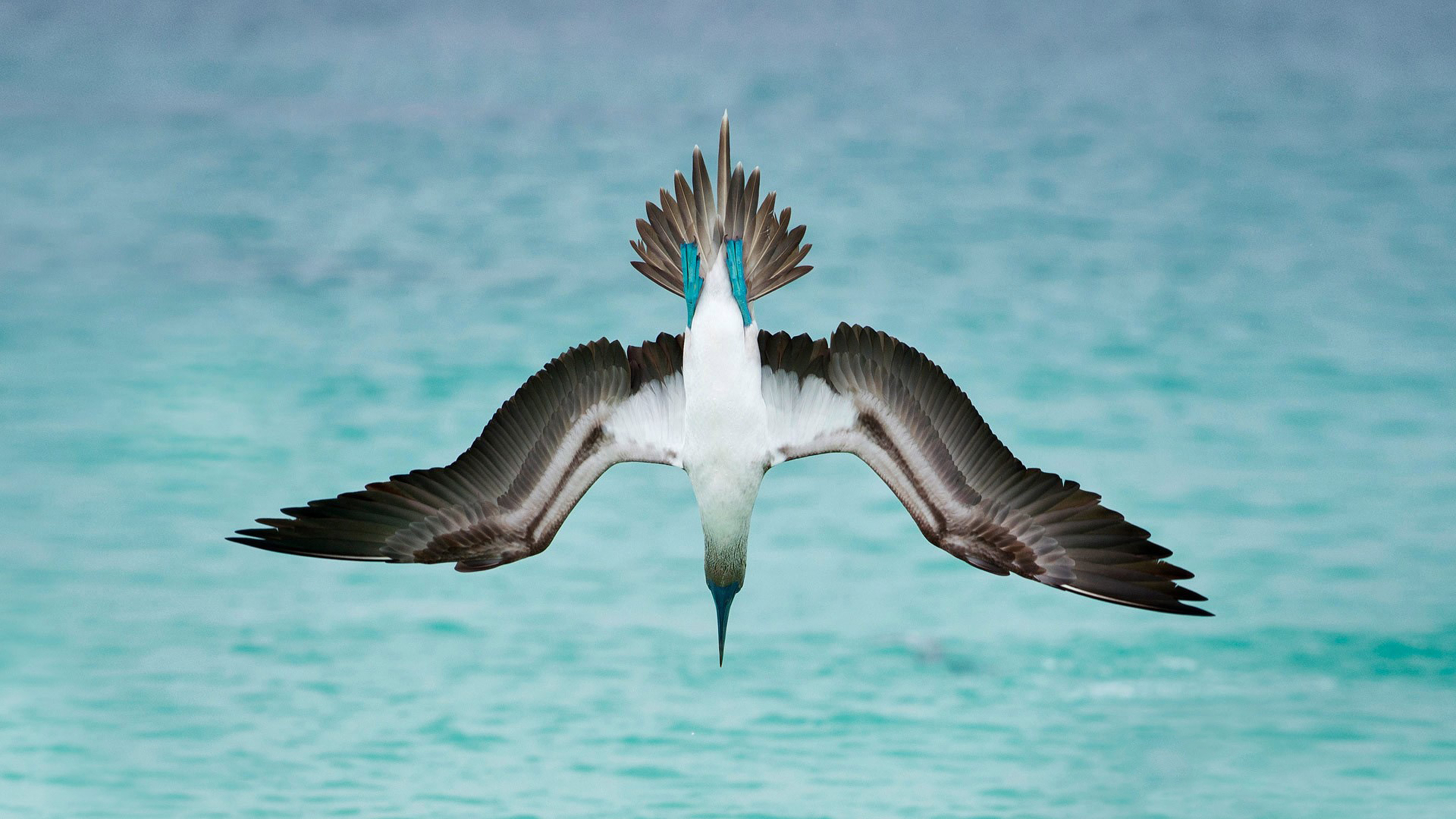 Original Resolution Popular - Blue Footed Booby , HD Wallpaper & Backgrounds