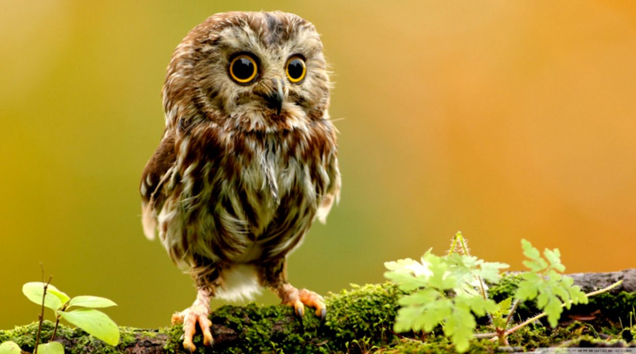 Cute Owl ❤ 4k Hd Desktop Wallpaper For 4k Ultra Hd - Baby Owl In Tree , HD Wallpaper & Backgrounds