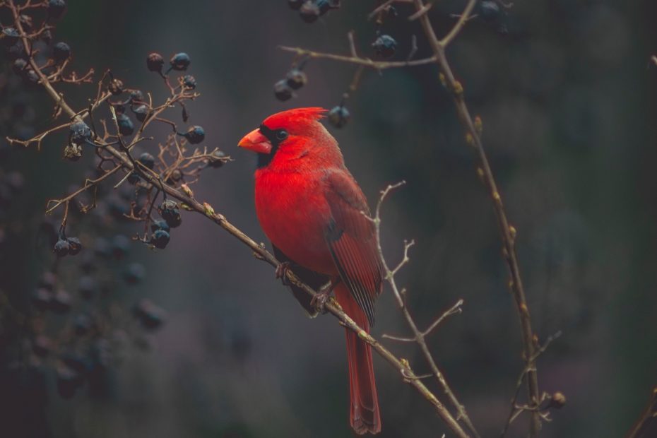 Wallpaper Cardinal, Red Bird, Bird, 4k, Animals - Android Colourful Bird Hd Wallpaper For Mobile Free , HD Wallpaper & Backgrounds