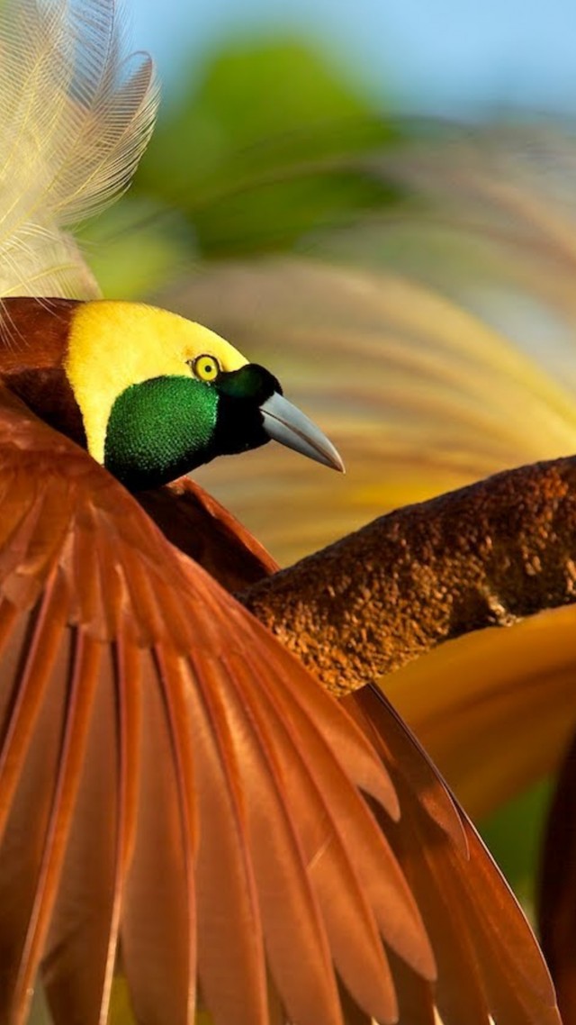 Bird Of Paradise, Bird, 4k - Greater Bird Of Paradise Birds , HD Wallpaper & Backgrounds
