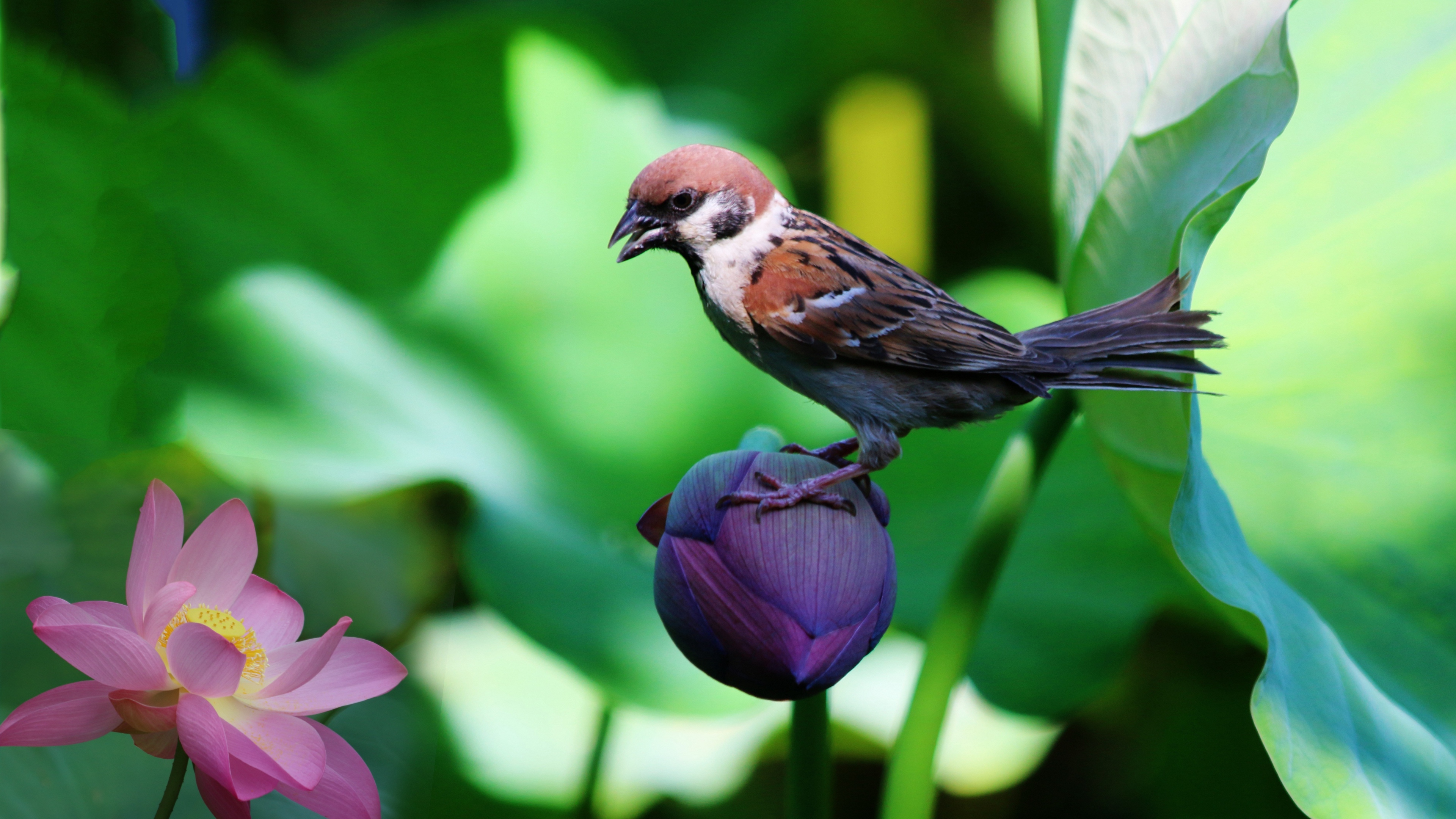 Wallpaper Sparrow, Lily, Flowers, Bird , HD Wallpaper & Backgrounds