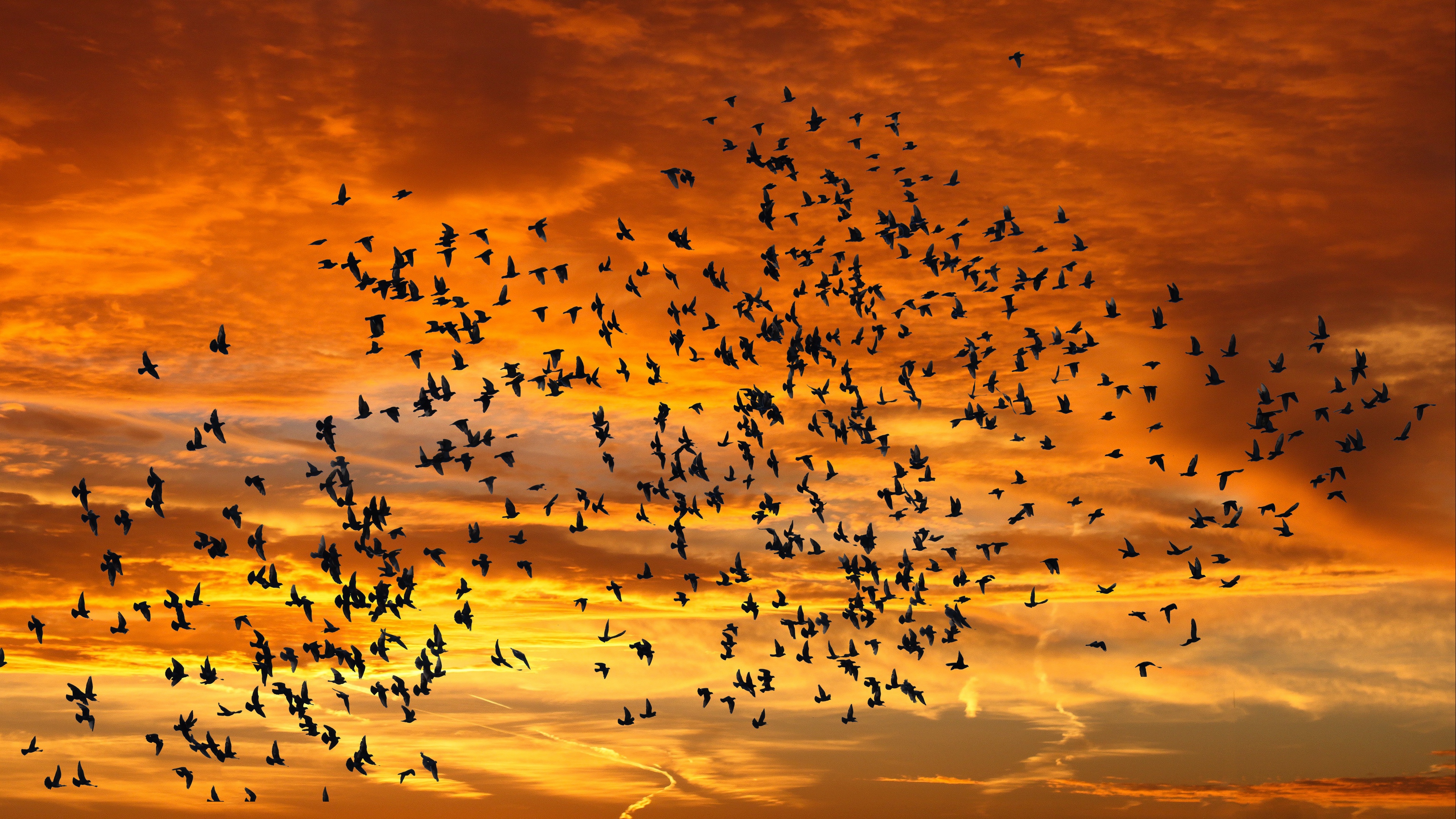 Birds Flying In Formation - Birds Flying Wallpaper 4k , HD Wallpaper & Backgrounds