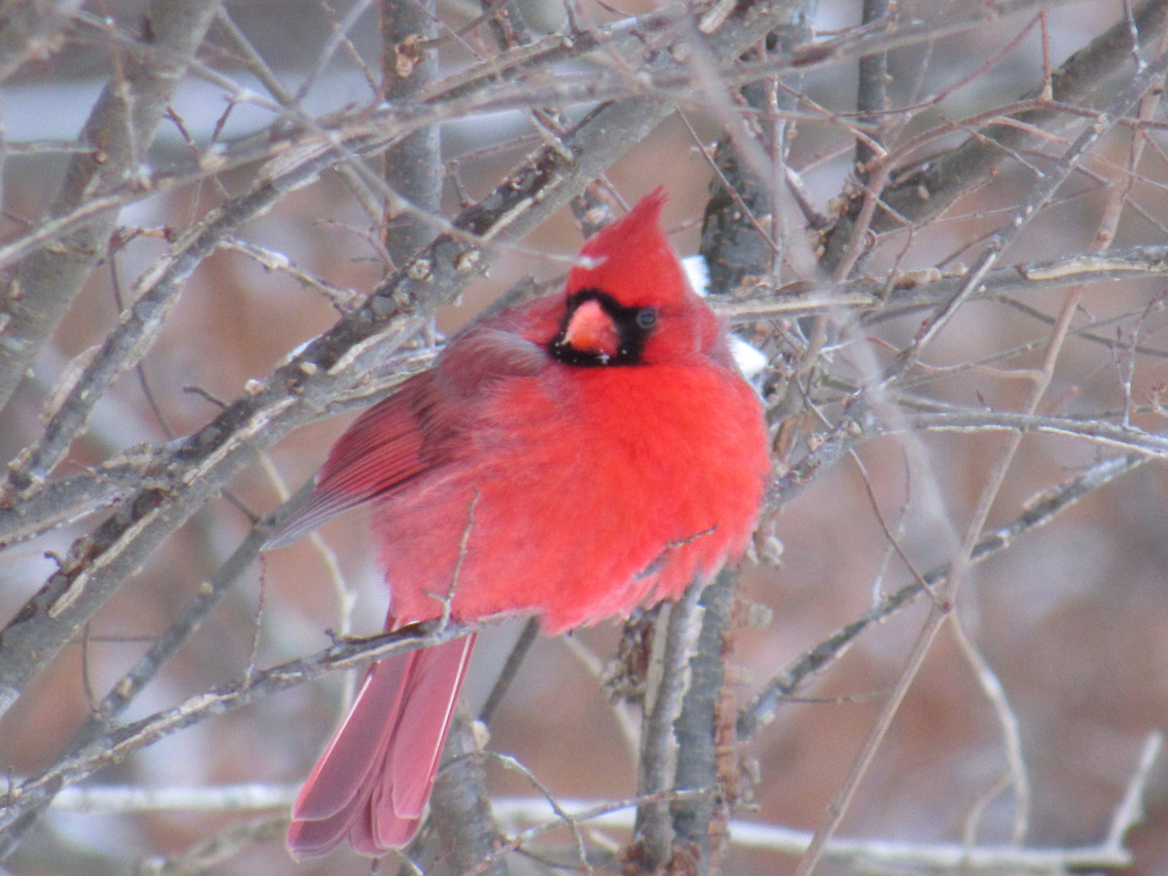 During Winter Red Bird Wallpaper In 3840 X 2880p 4k , HD Wallpaper & Backgrounds