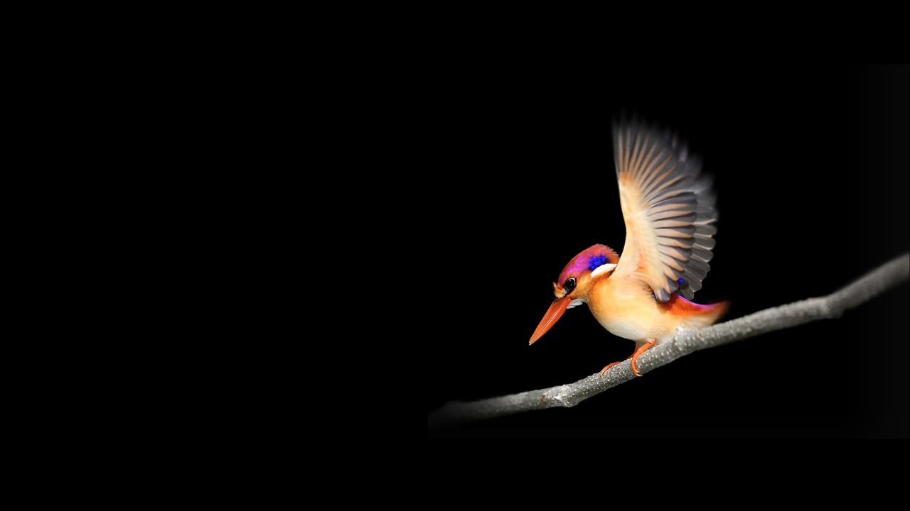 Animals / Woodpecker Wallpaper - Microsoft Surface Wallpaper 1080p , HD Wallpaper & Backgrounds