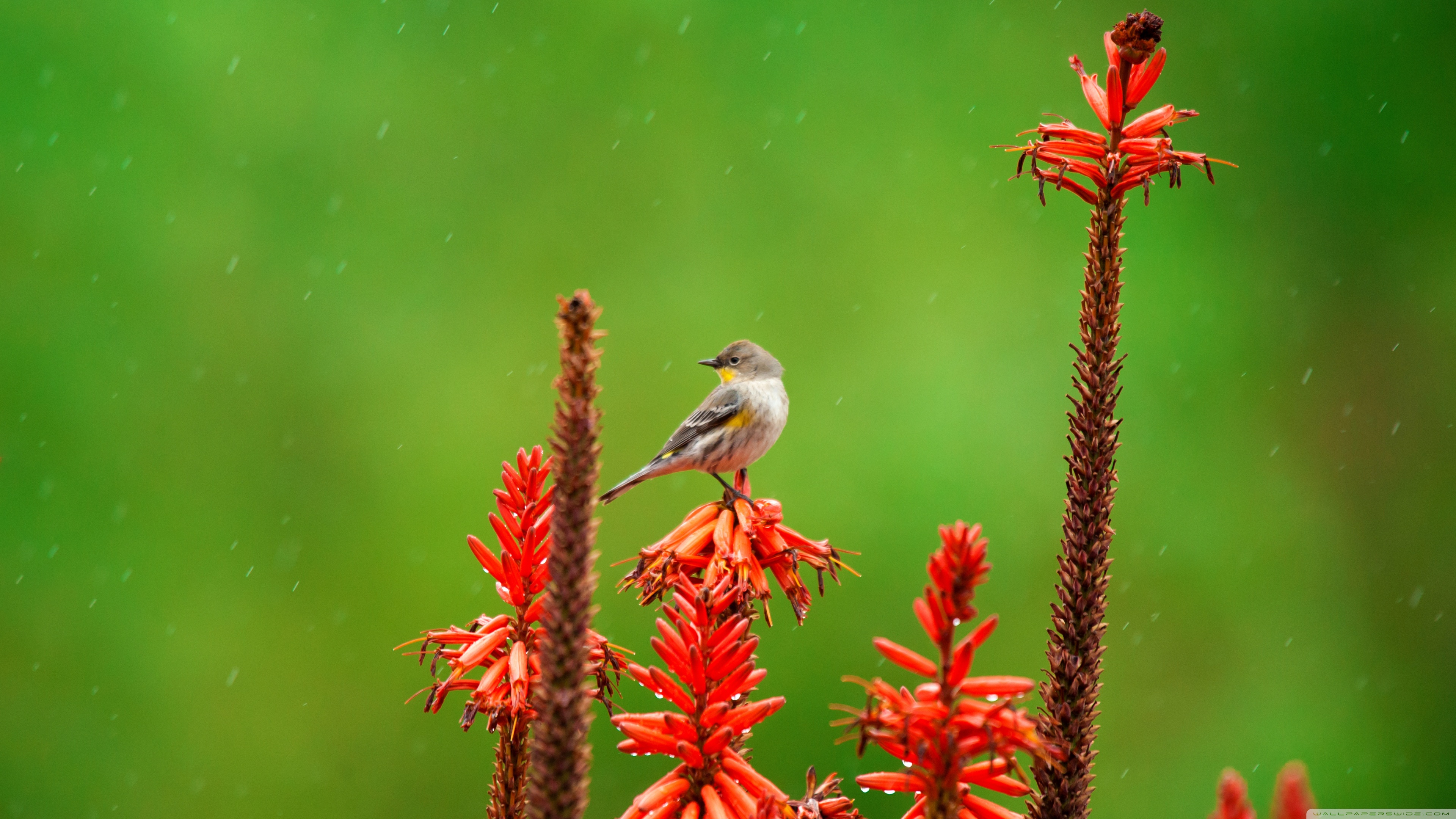 Bird In Rain Hd , HD Wallpaper & Backgrounds