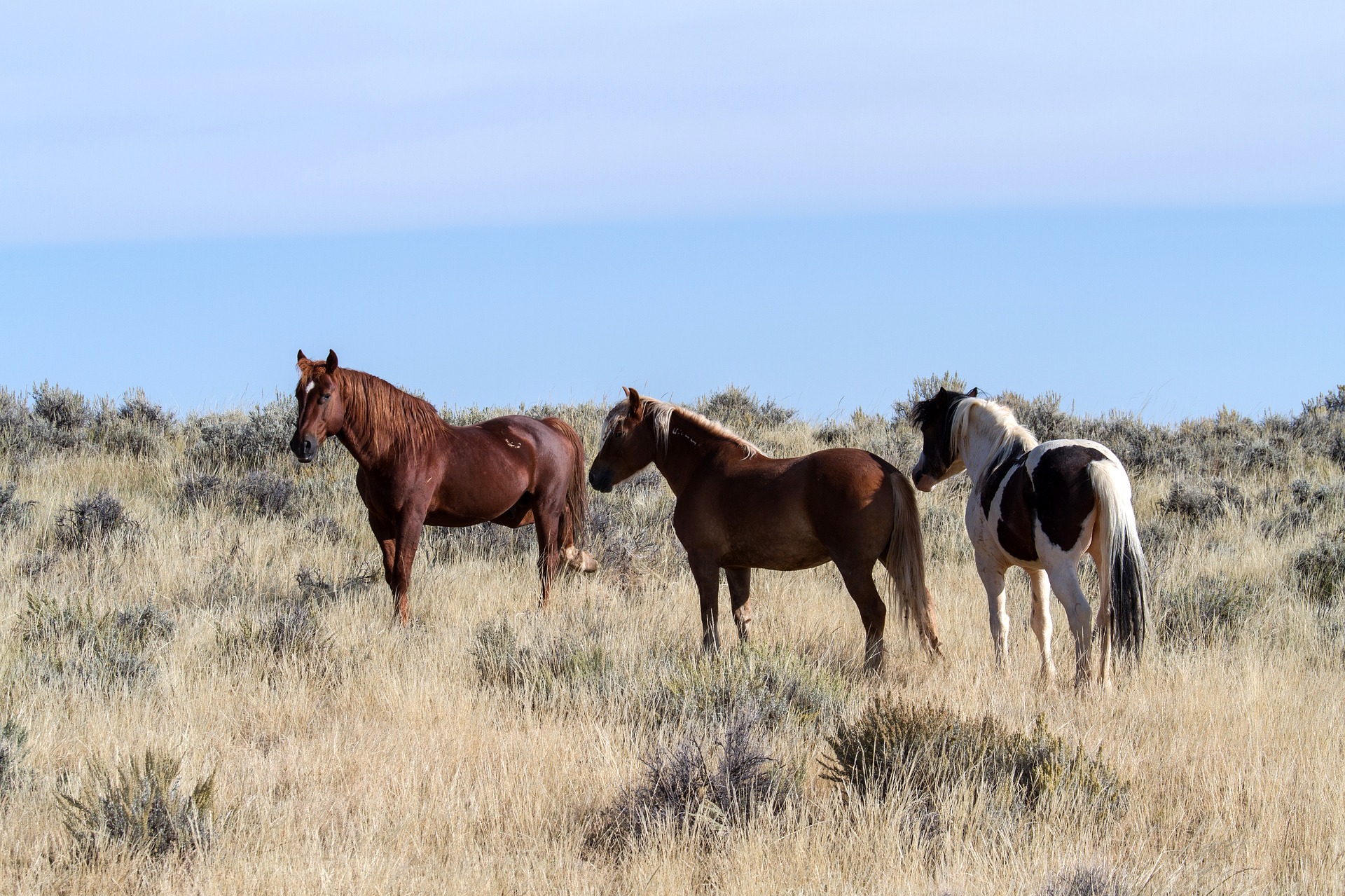 Wild Horse Wallpaper In Resolution - Caballos Salvajes En Desierto Norteamericano , HD Wallpaper & Backgrounds