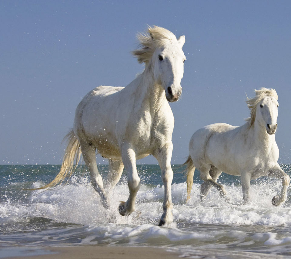 Seven Running Horse Wallpaper - Horses Running In The Sea , HD Wallpaper & Backgrounds