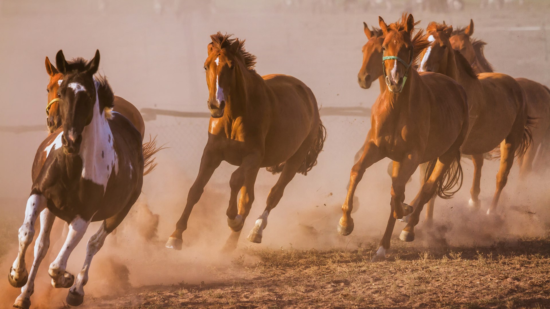 7 - Horses Running , HD Wallpaper & Backgrounds