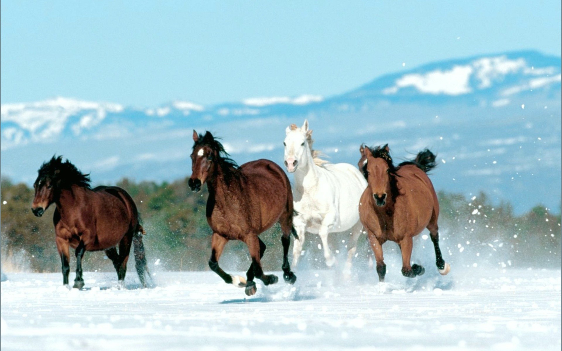 White Running Horse Wallpaper - Papel De Parede Para Pc De Cavalos , HD Wallpaper & Backgrounds