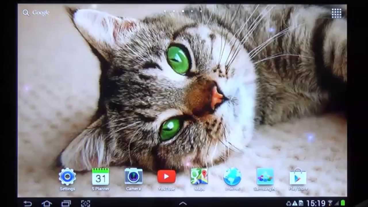 Youtube Premium - Gatos Saludables , HD Wallpaper & Backgrounds
