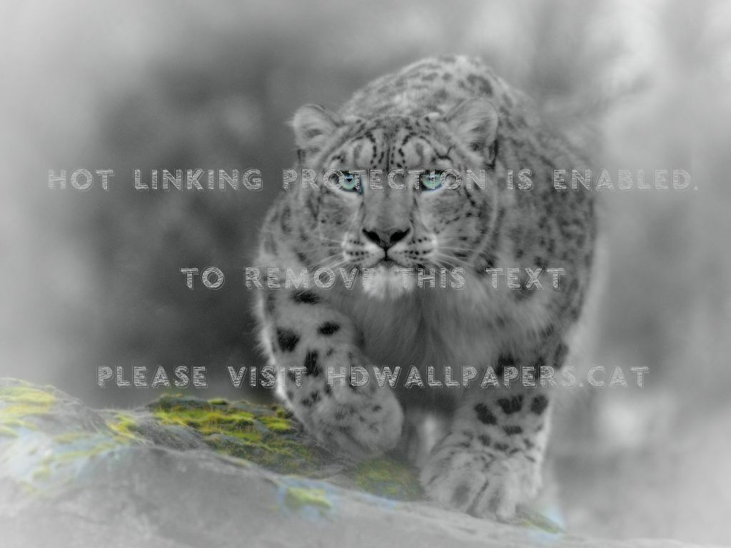 Snow Leopard Full Hd , HD Wallpaper & Backgrounds