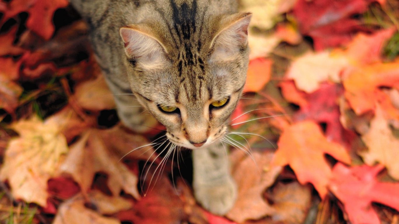 Photography Stripes Cute Fluffy Fall Little Stalker デスクトップ 壁紙 秋 猫 Hd Wallpaper Backgrounds Download