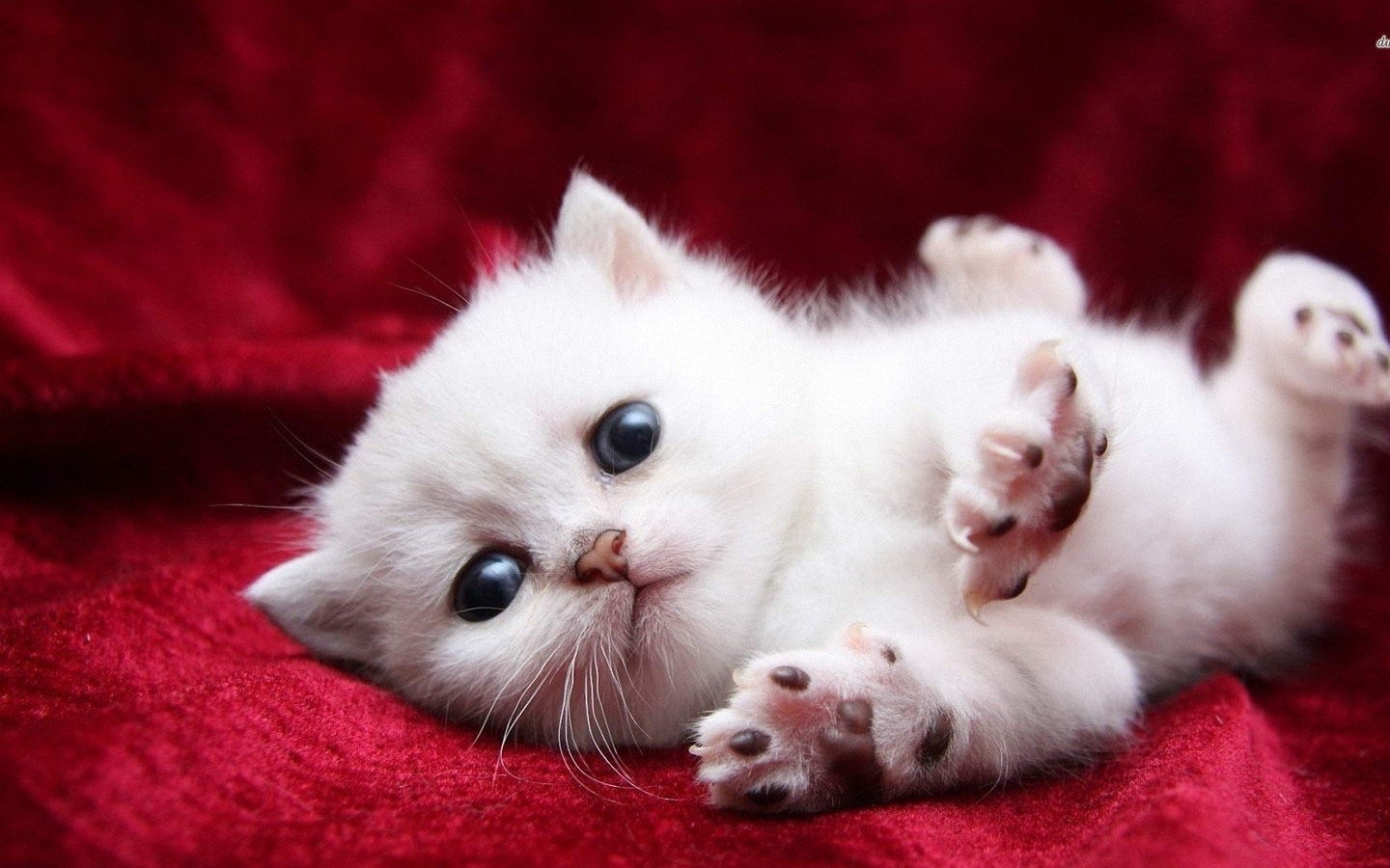 Desktop Wallpaper Download Hd Cat - White Cute Baby Cats , HD Wallpaper & Backgrounds