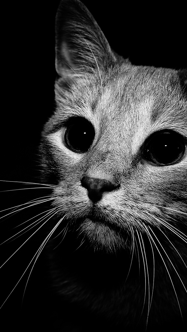 Cat Black White Iphone Wallpaper Via Eyesofodysseus , HD Wallpaper & Backgrounds