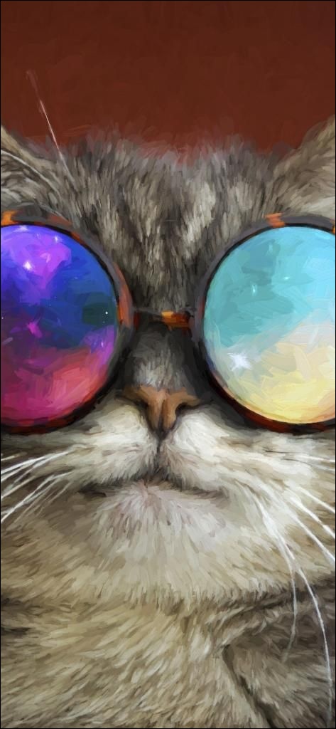Iphone X Background Cat Cute Hd Wallpaper Iphone Hd - Iphone Wallpaper Cute Cat , HD Wallpaper & Backgrounds